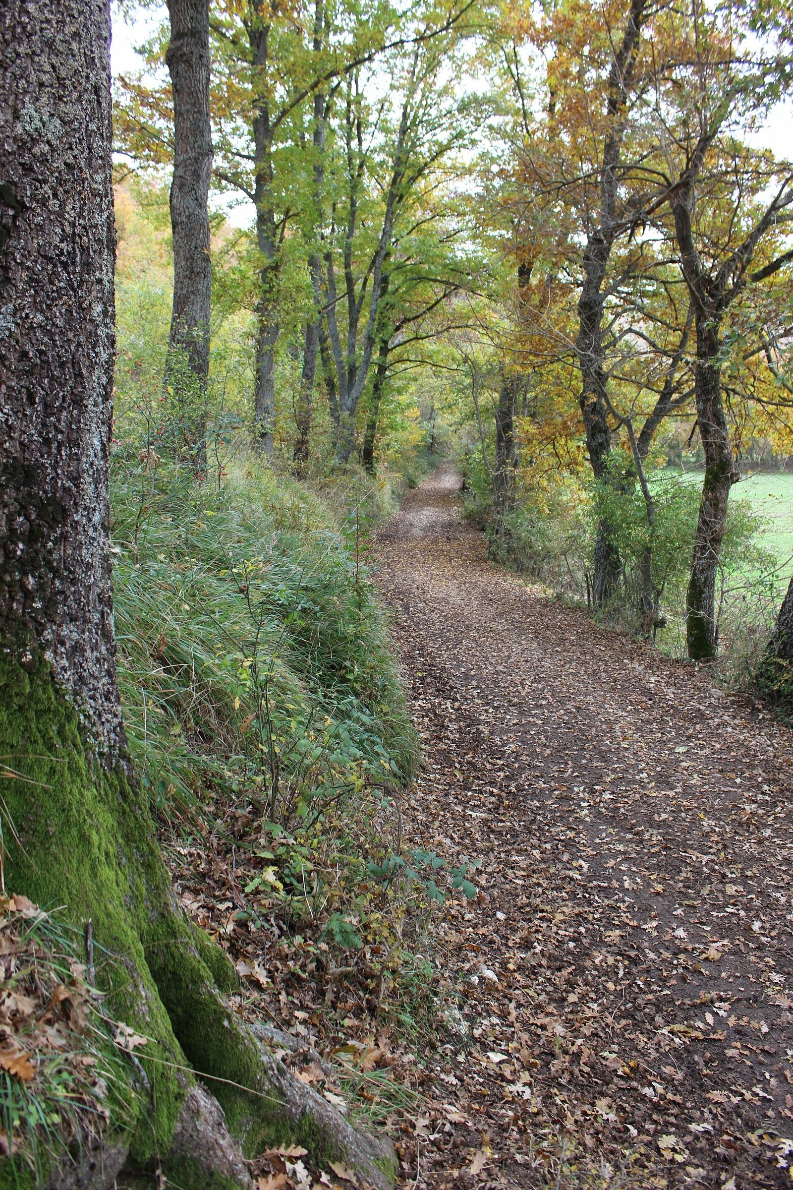 A walk in the woods ...