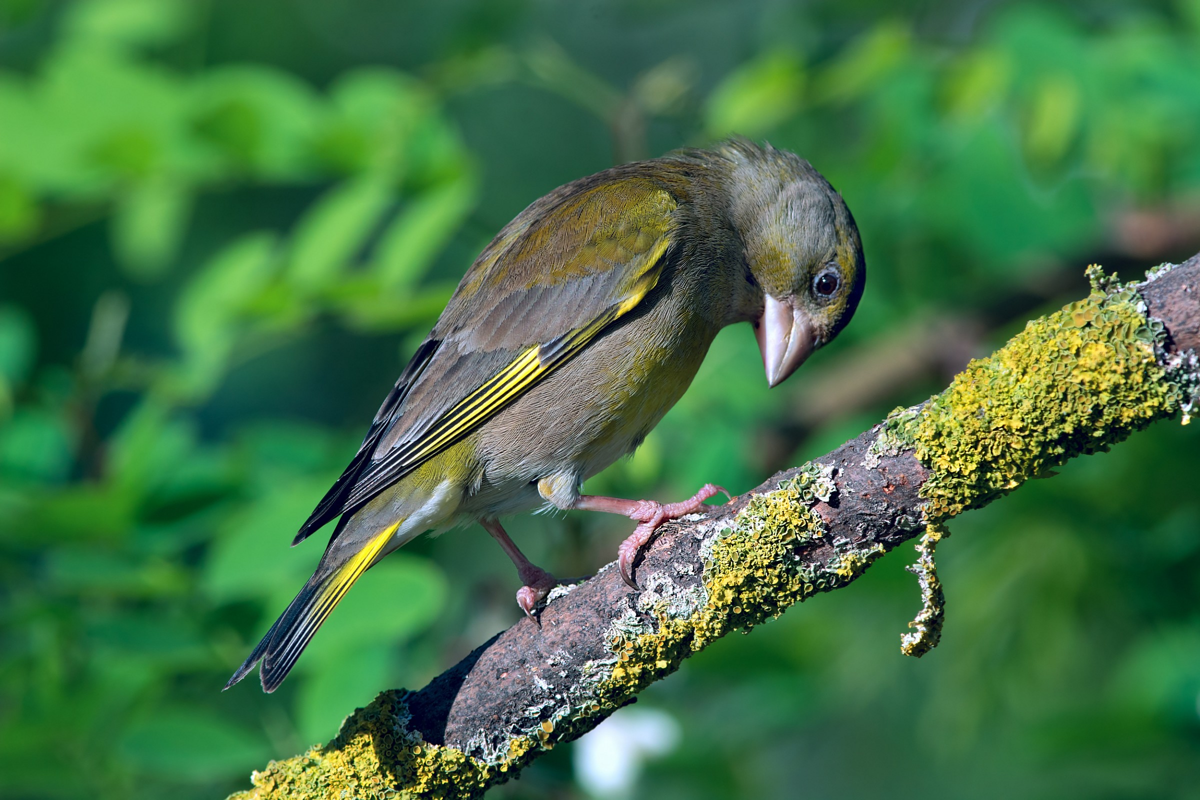 Verdi atmosfere per il verdone