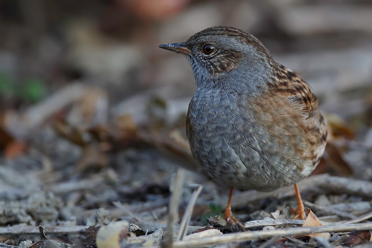 Dunnock
