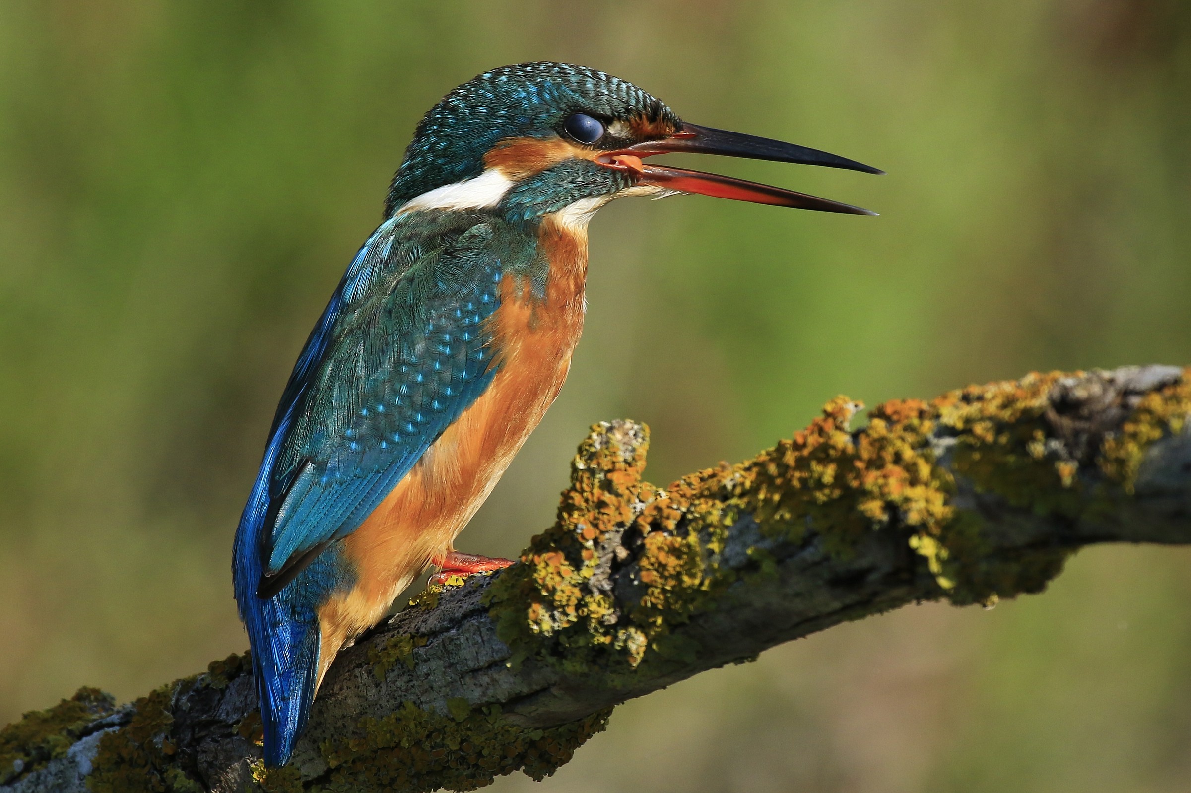 Kingfisher 2014: Tongue