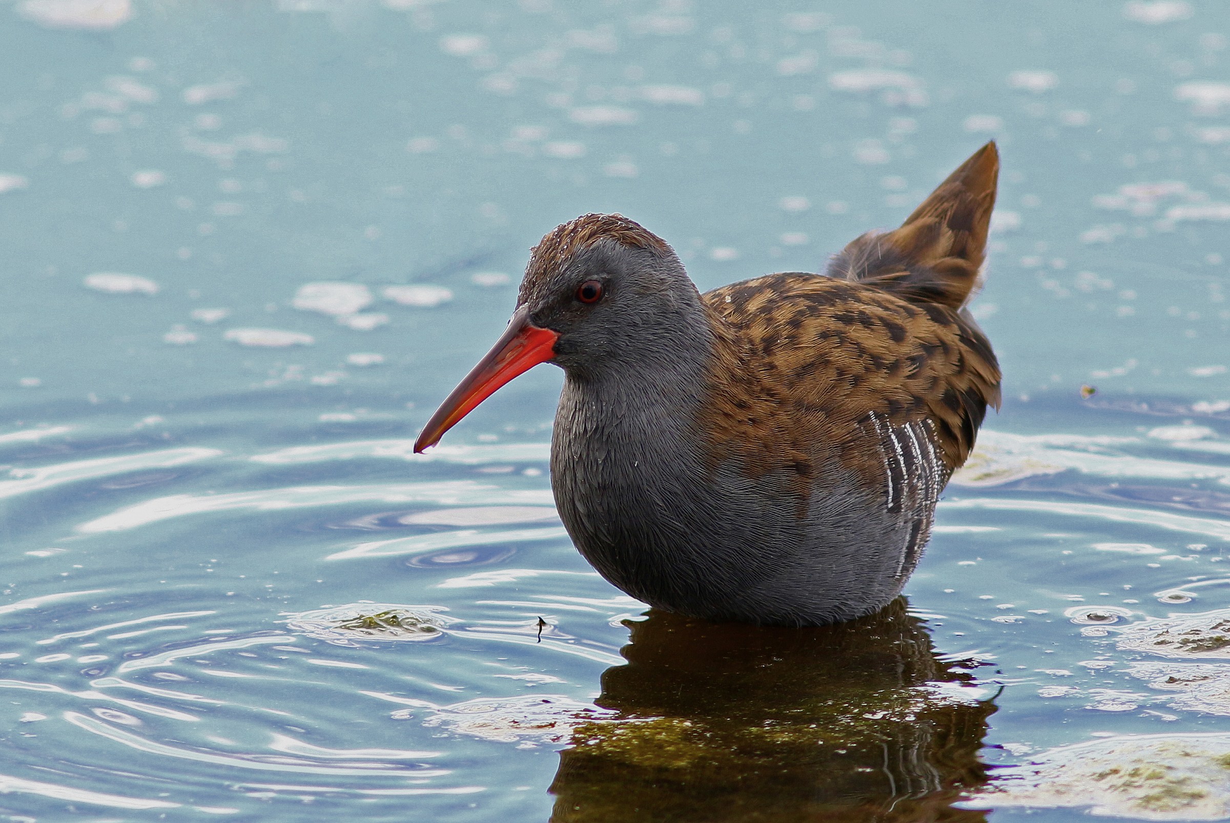 The elusive water rail