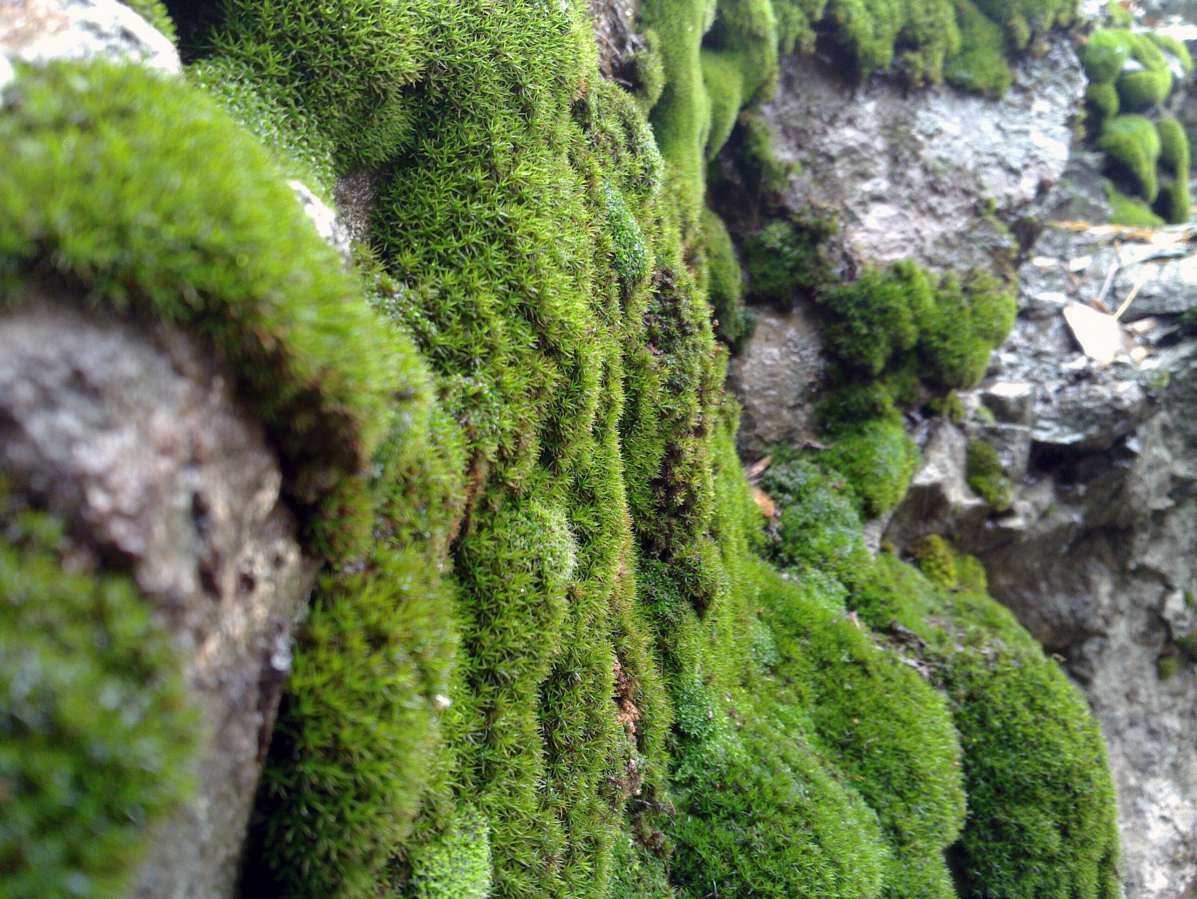 moss