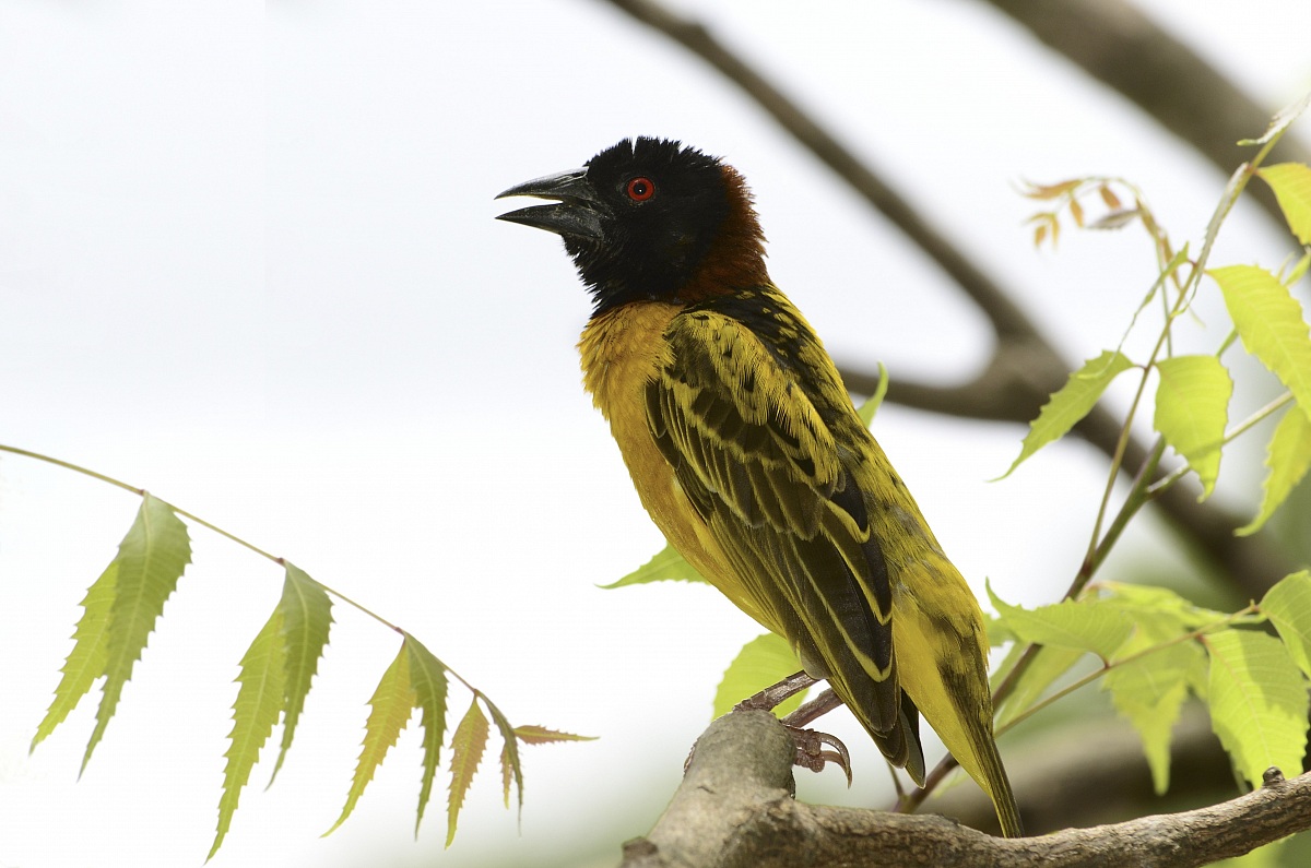 Uccello giallo del Senegal