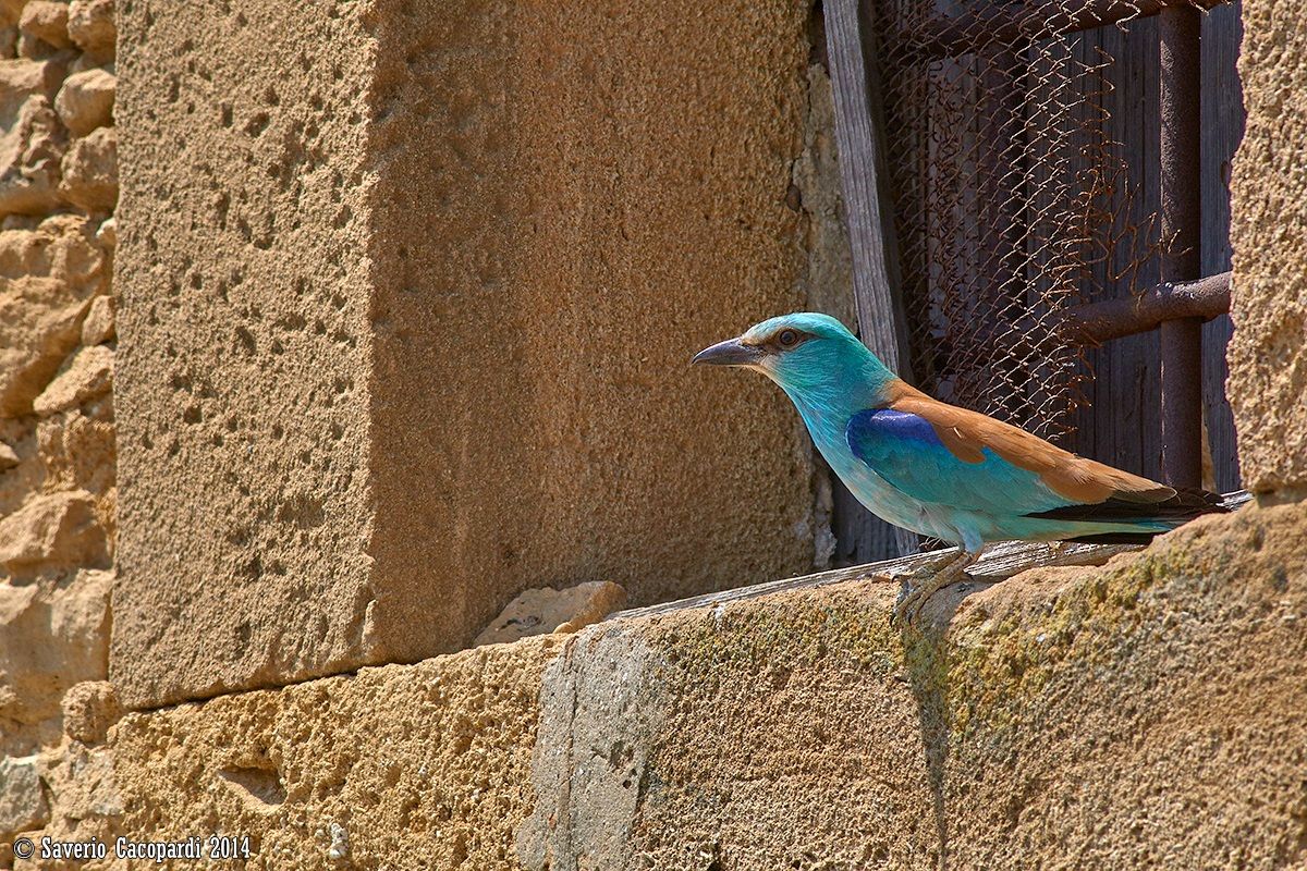 Marina alla finestra