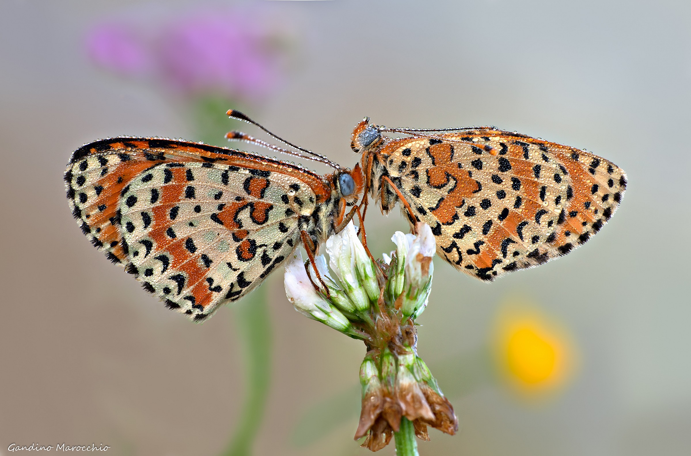 coppietta di Melitaea