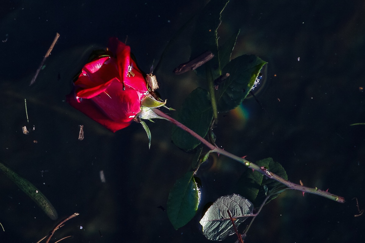 Still life: the rose water
