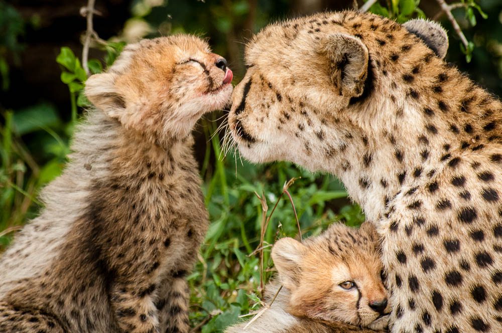 Masai-Mara ...anche le mamme han bisogno di coccole
