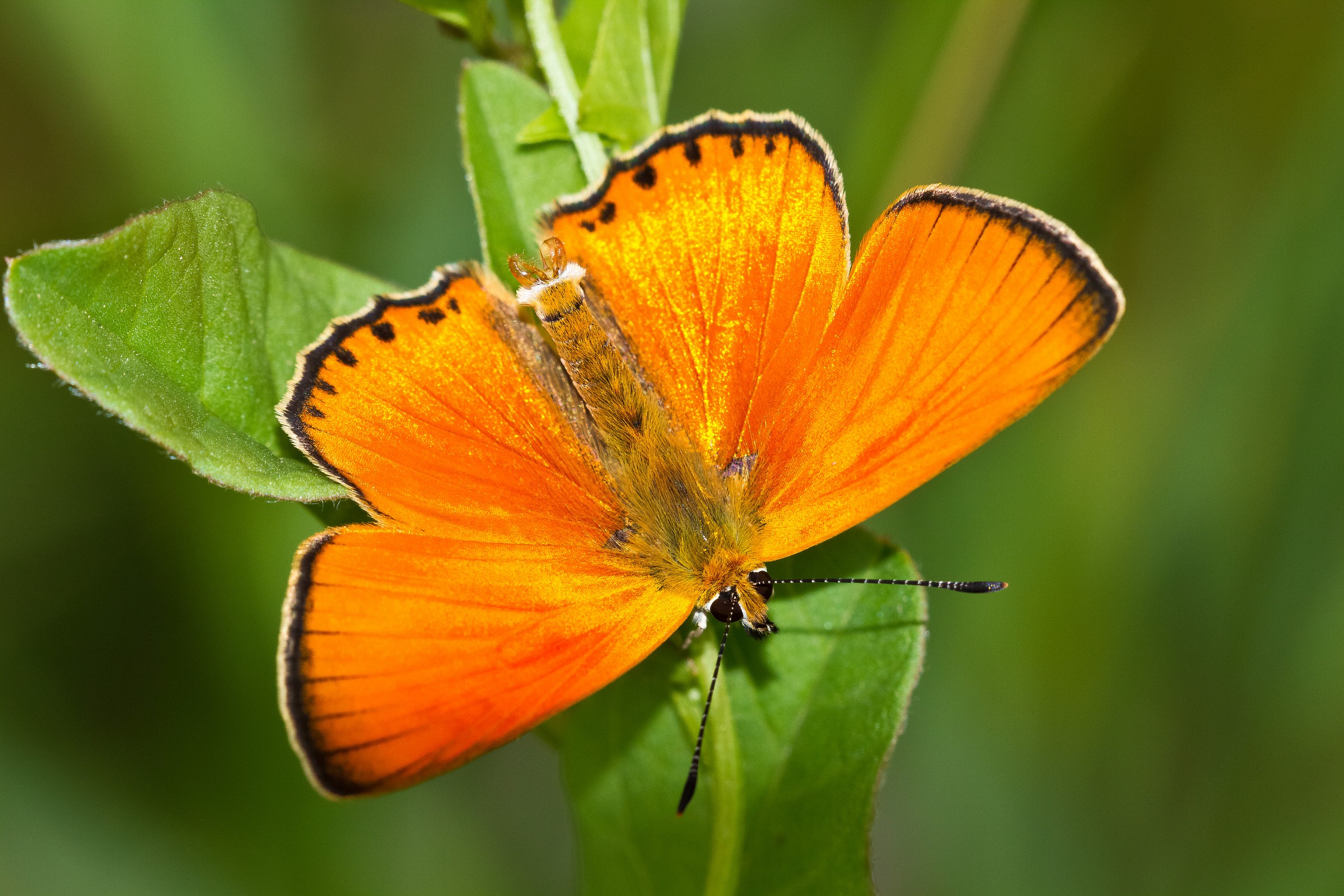 Lycaena virgaureae