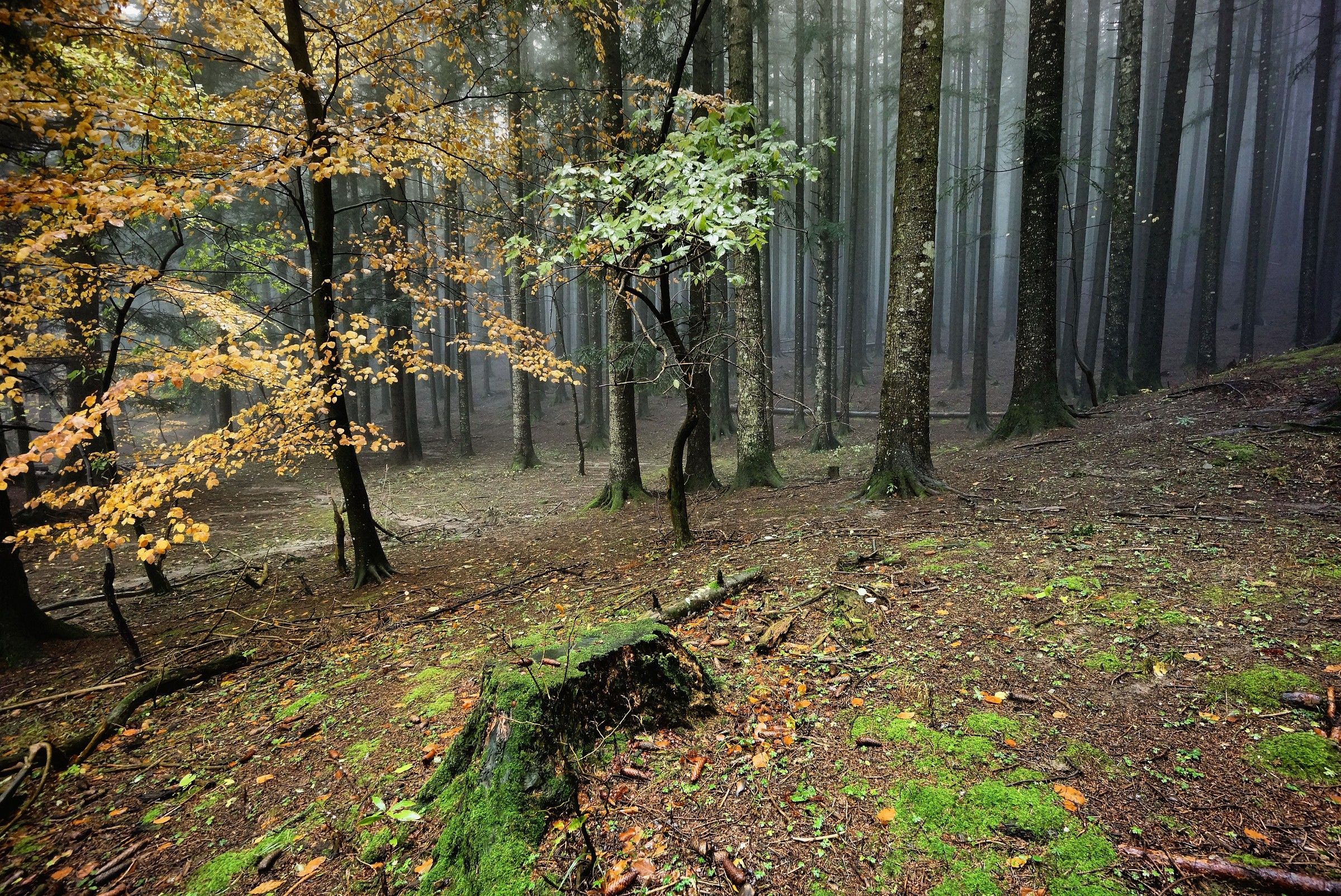 Ultimi passi nel bosco prima del buio.