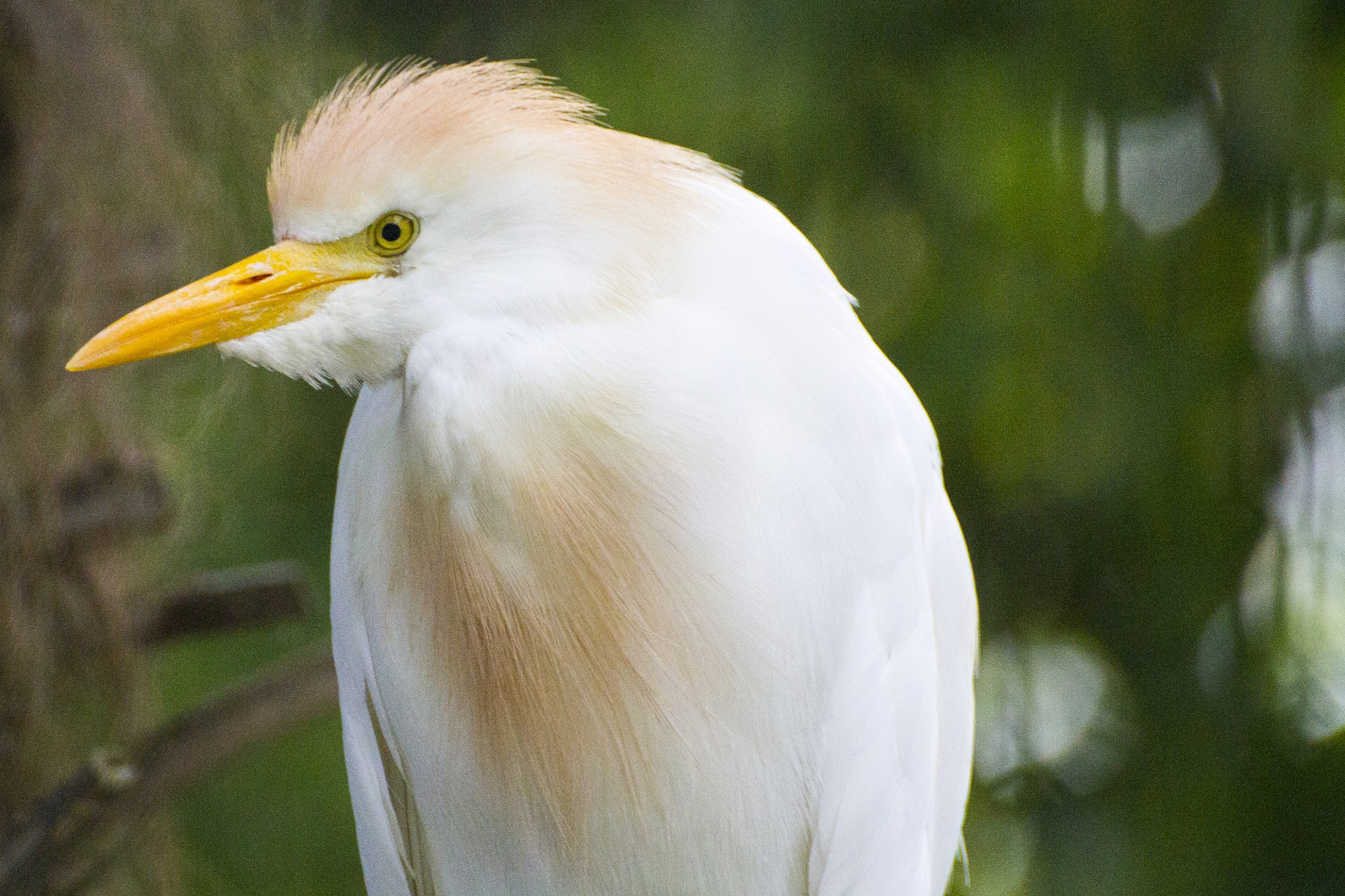 Heron Egrets
