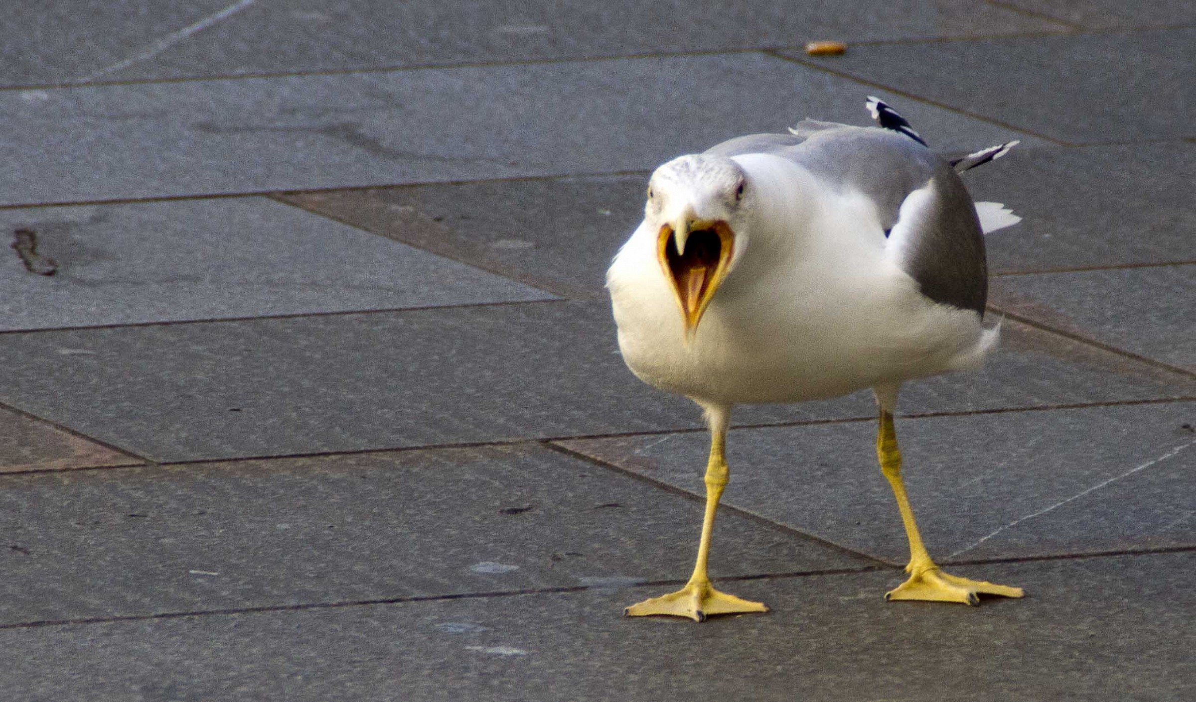 Seagull