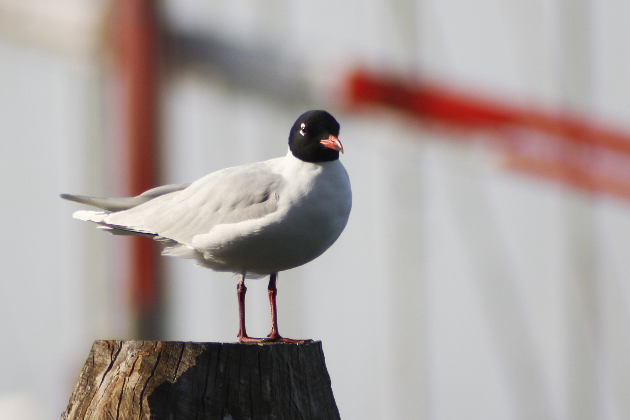 I do not know what it's called