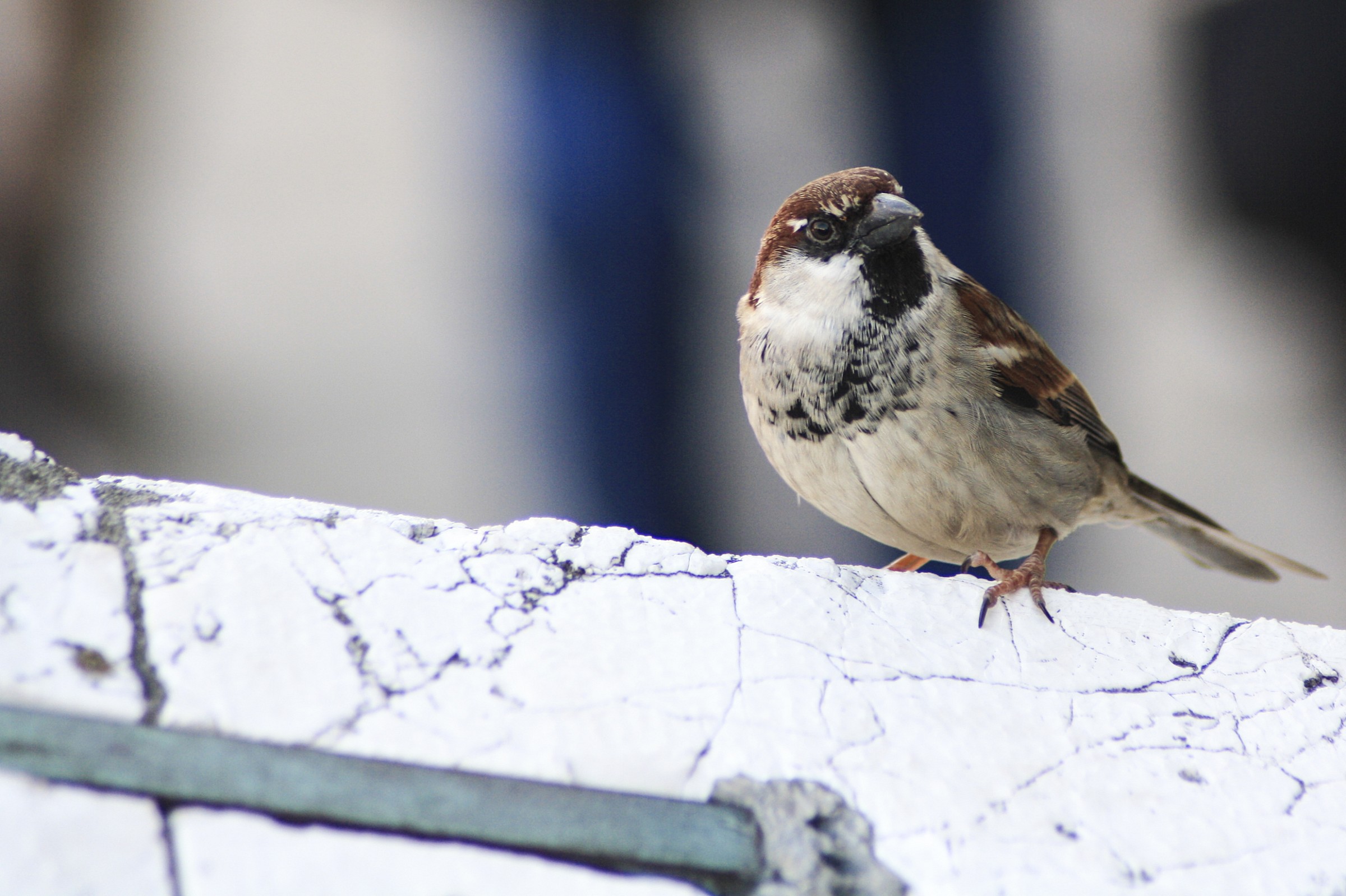 Sparrow