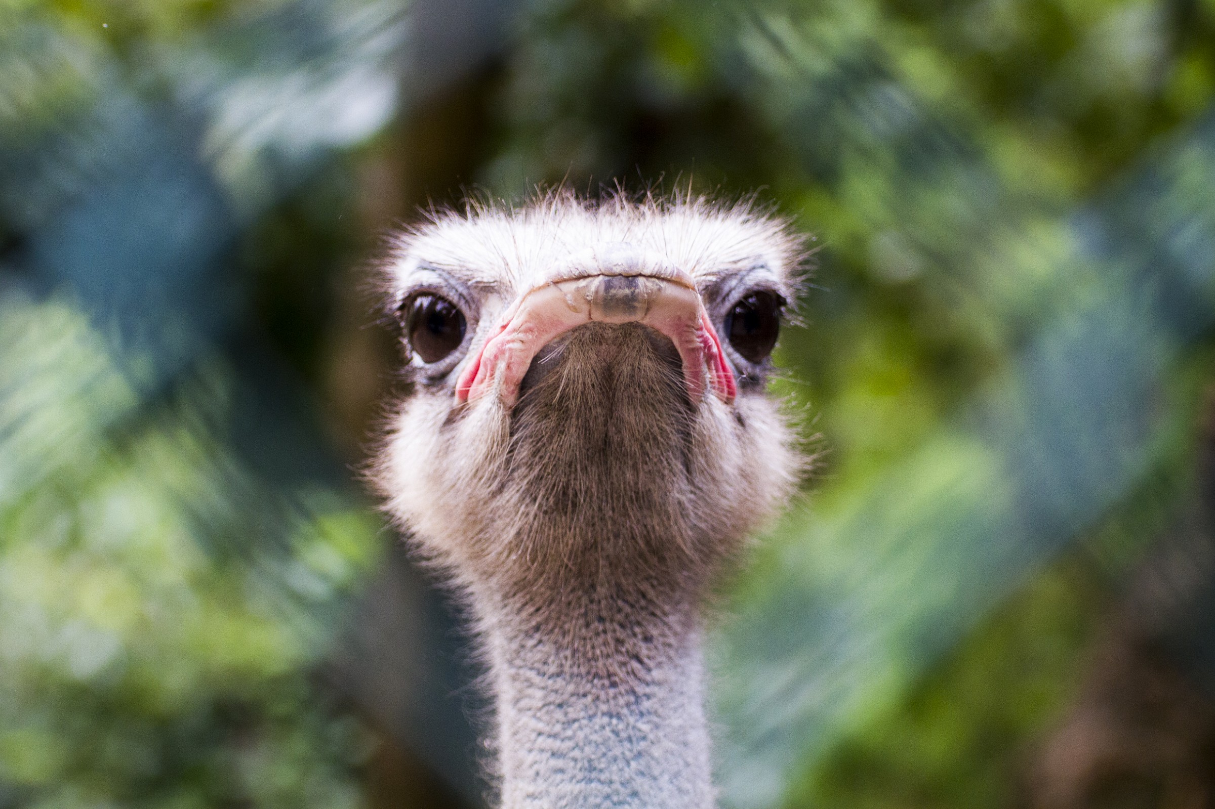 Curious ostrich