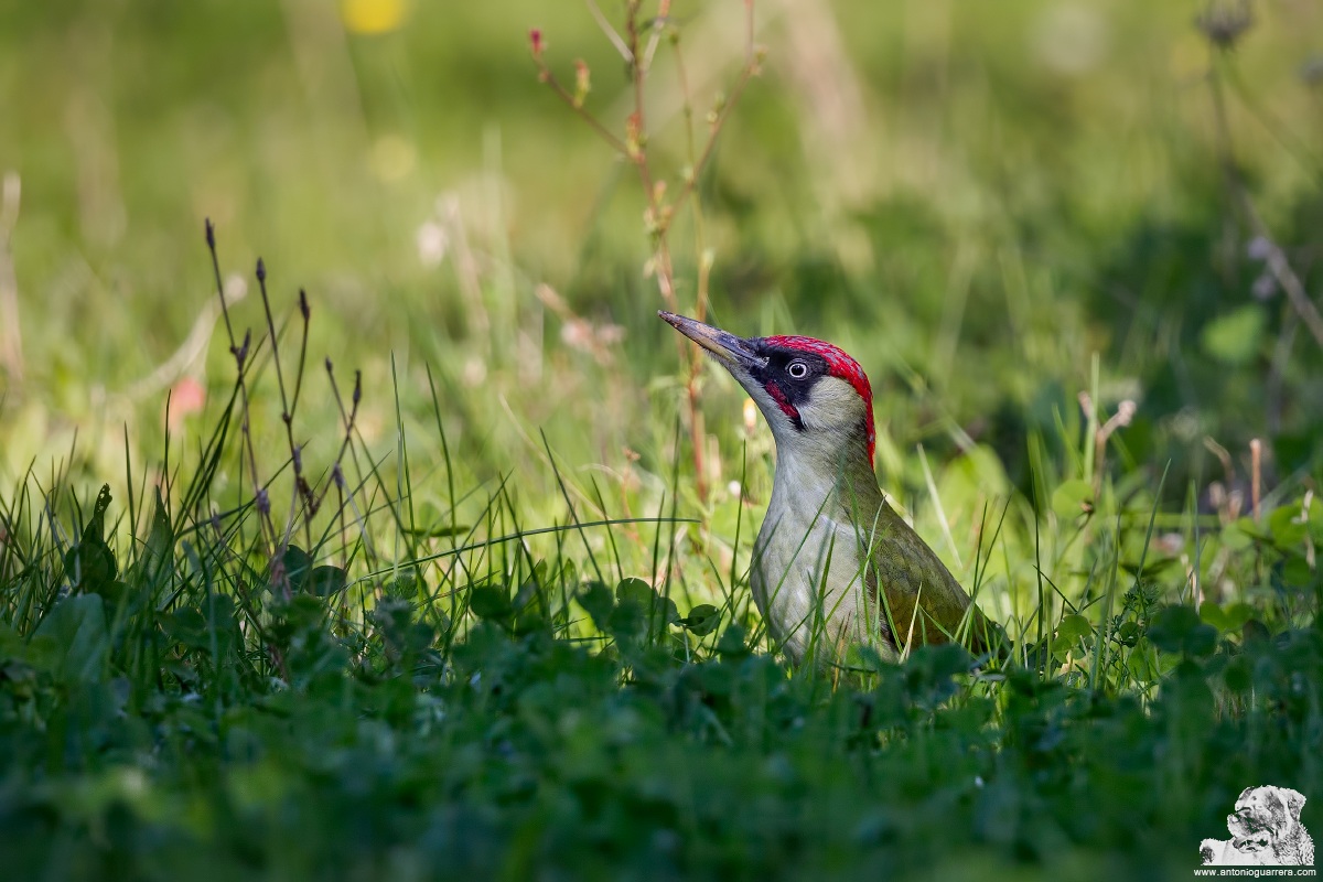 Green Woodpecker