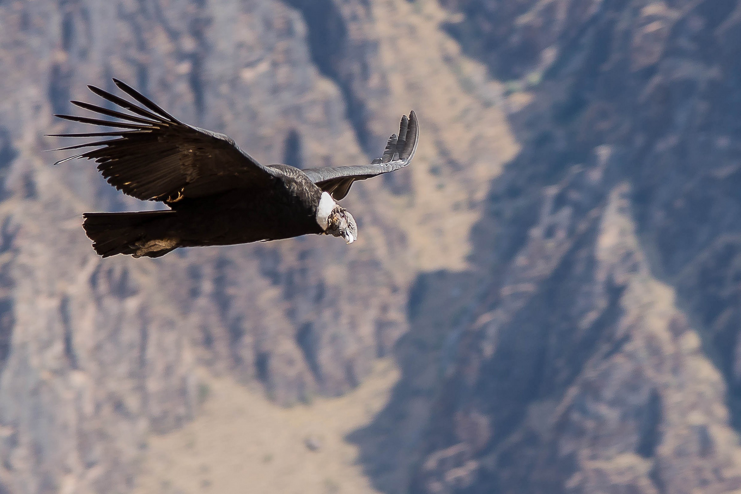 Finalmente un maschio