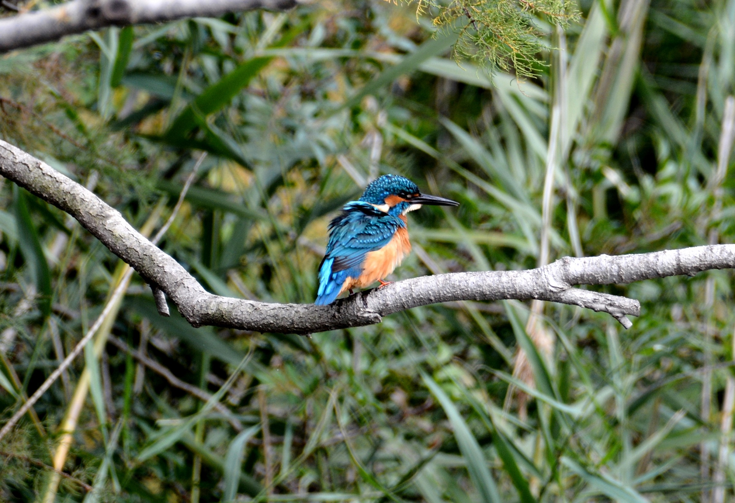 kingfisher