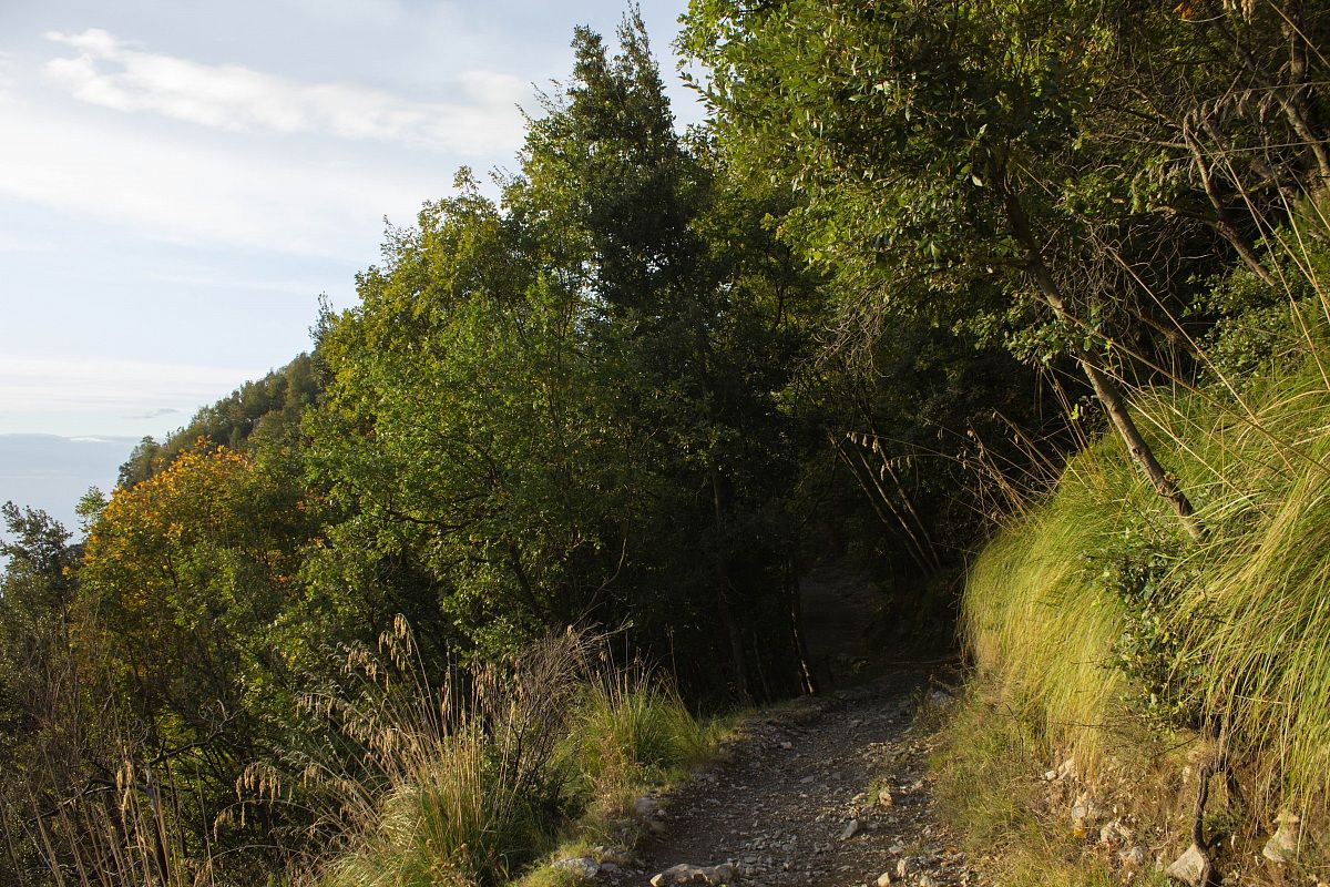 The darkness of the trees