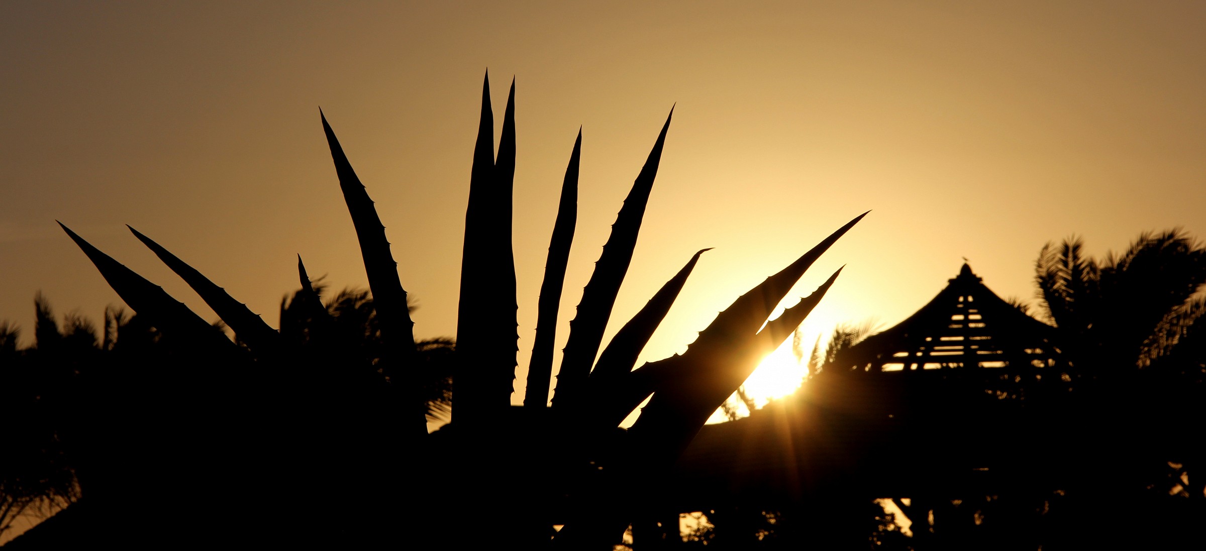 Silhouettes all'alba