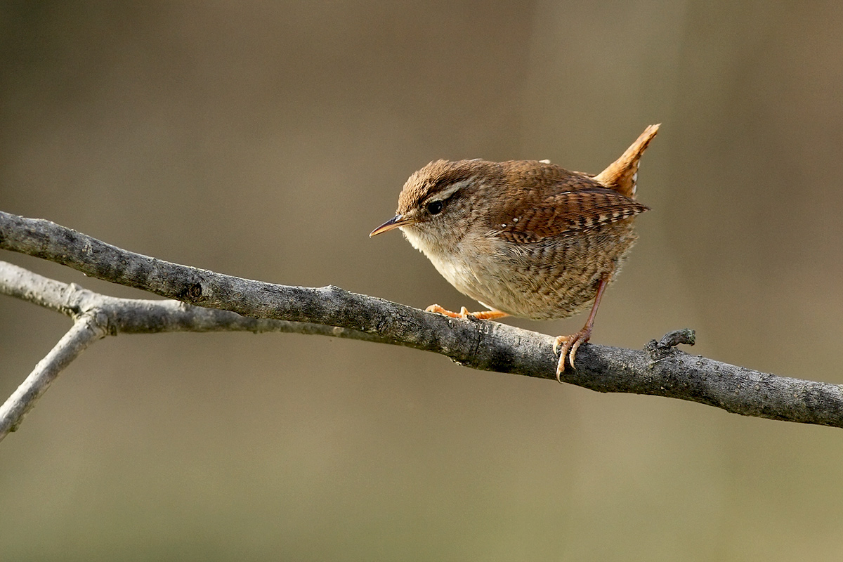 Wren