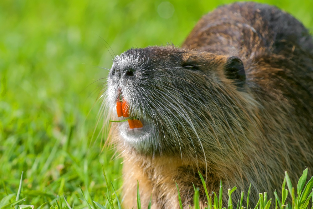nutria