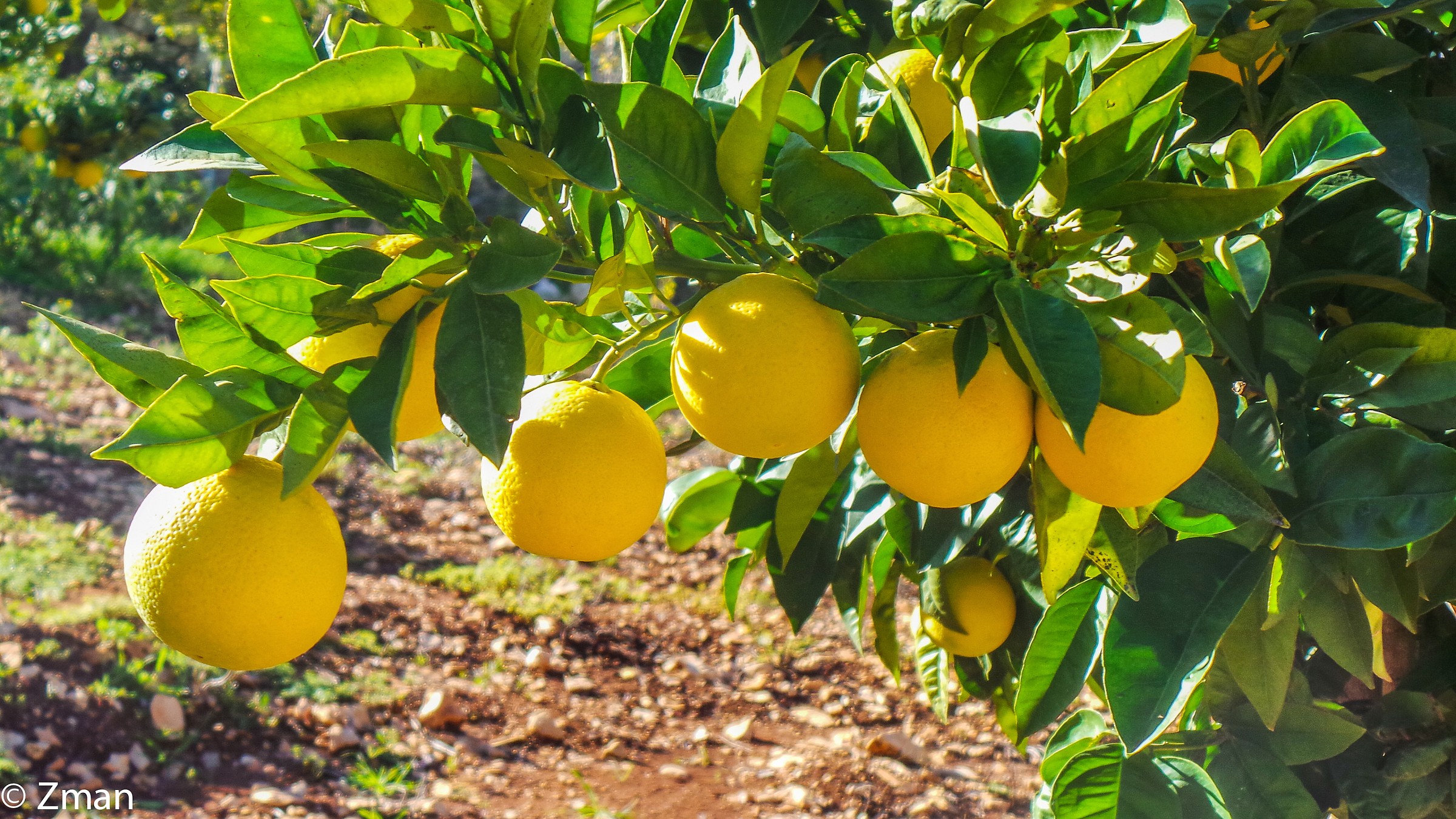 Oranges in our Garden