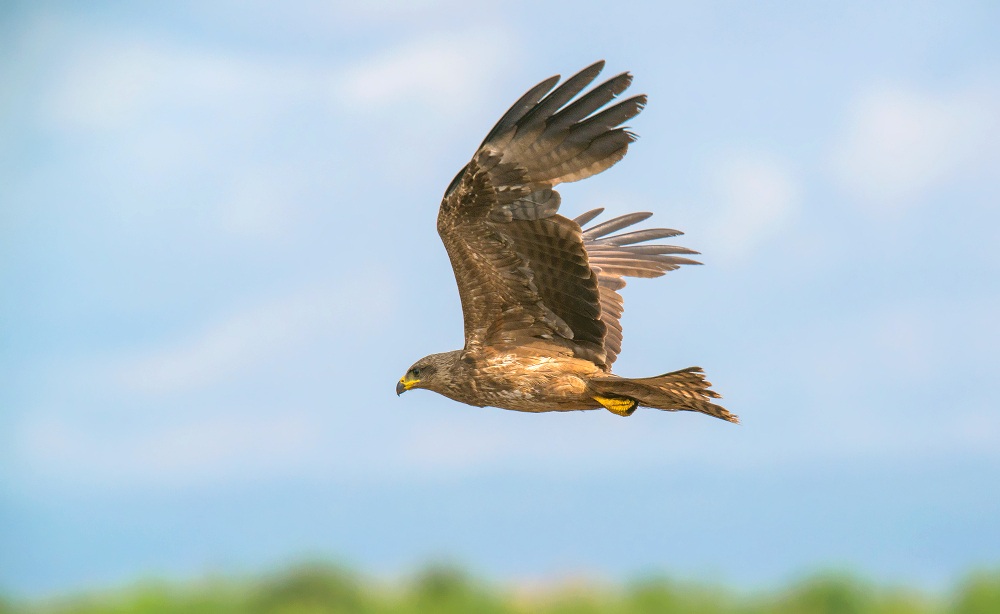 yellow billed kite