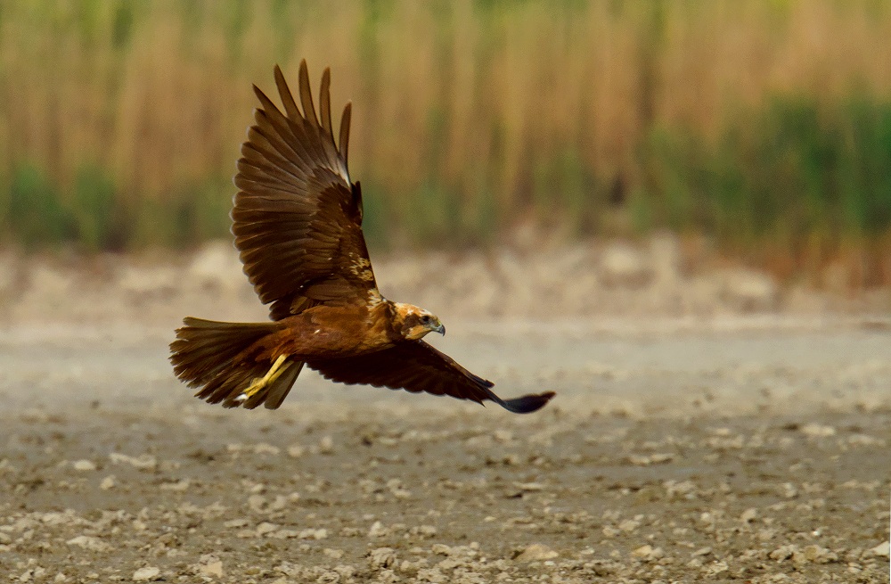 marsh harrier
