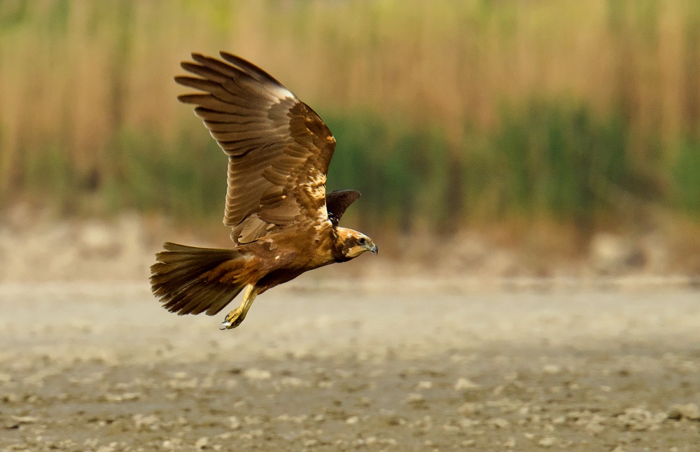 marsh harrier