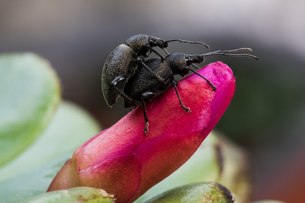 Facilitated transport ...