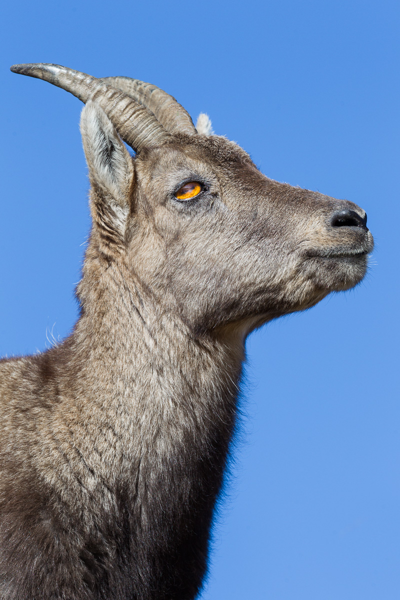 Nel blu dipinto di blu...