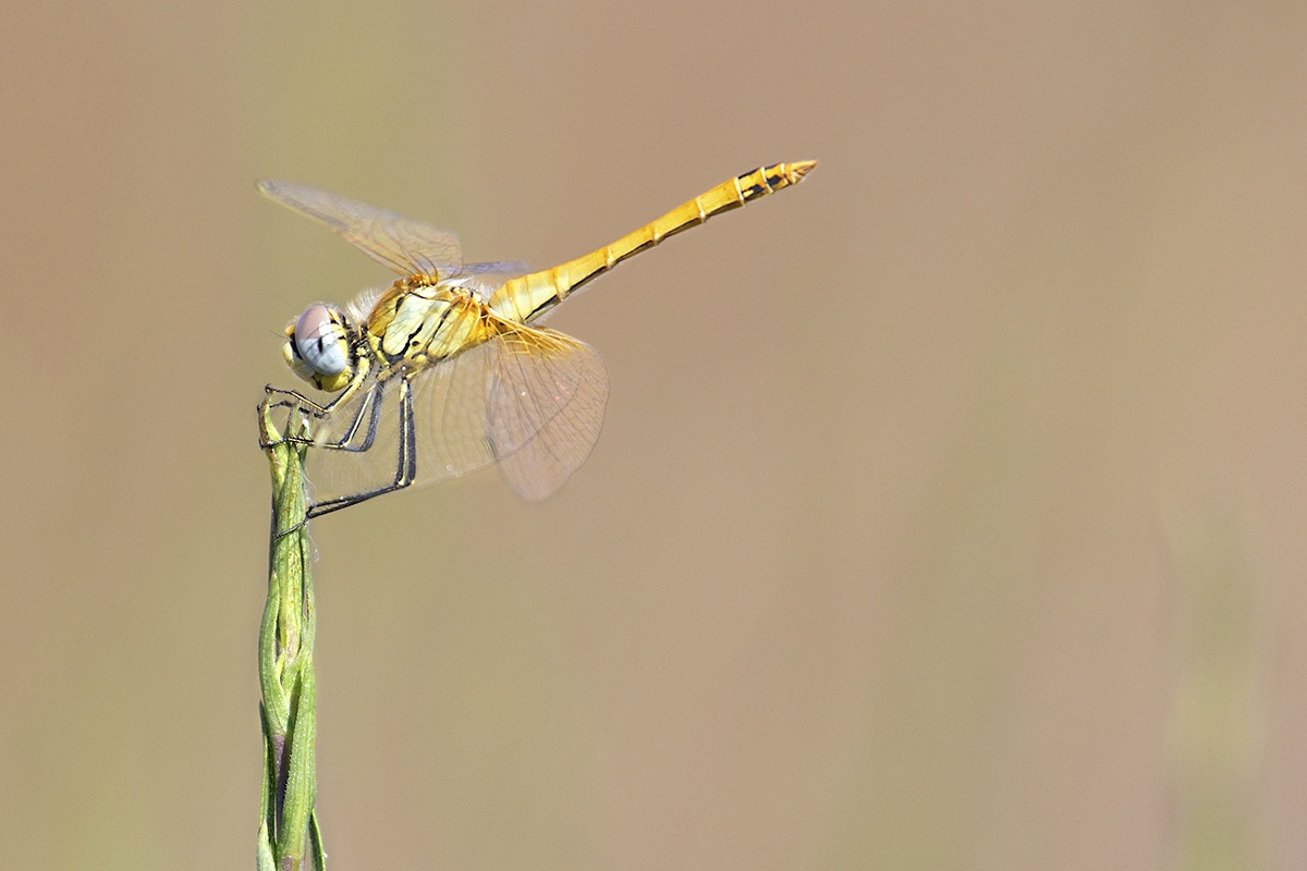 Sympetrum fonscolombii (Selys, 1840)