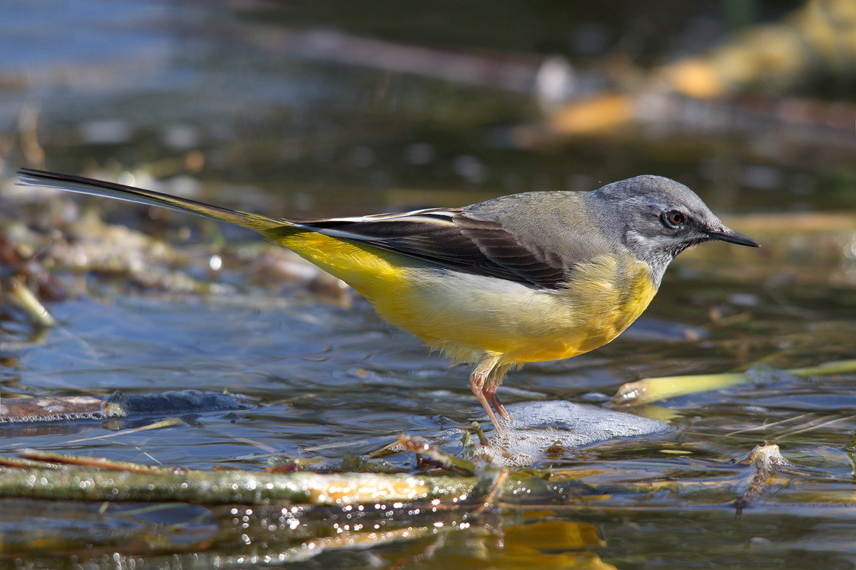 Wagtail
