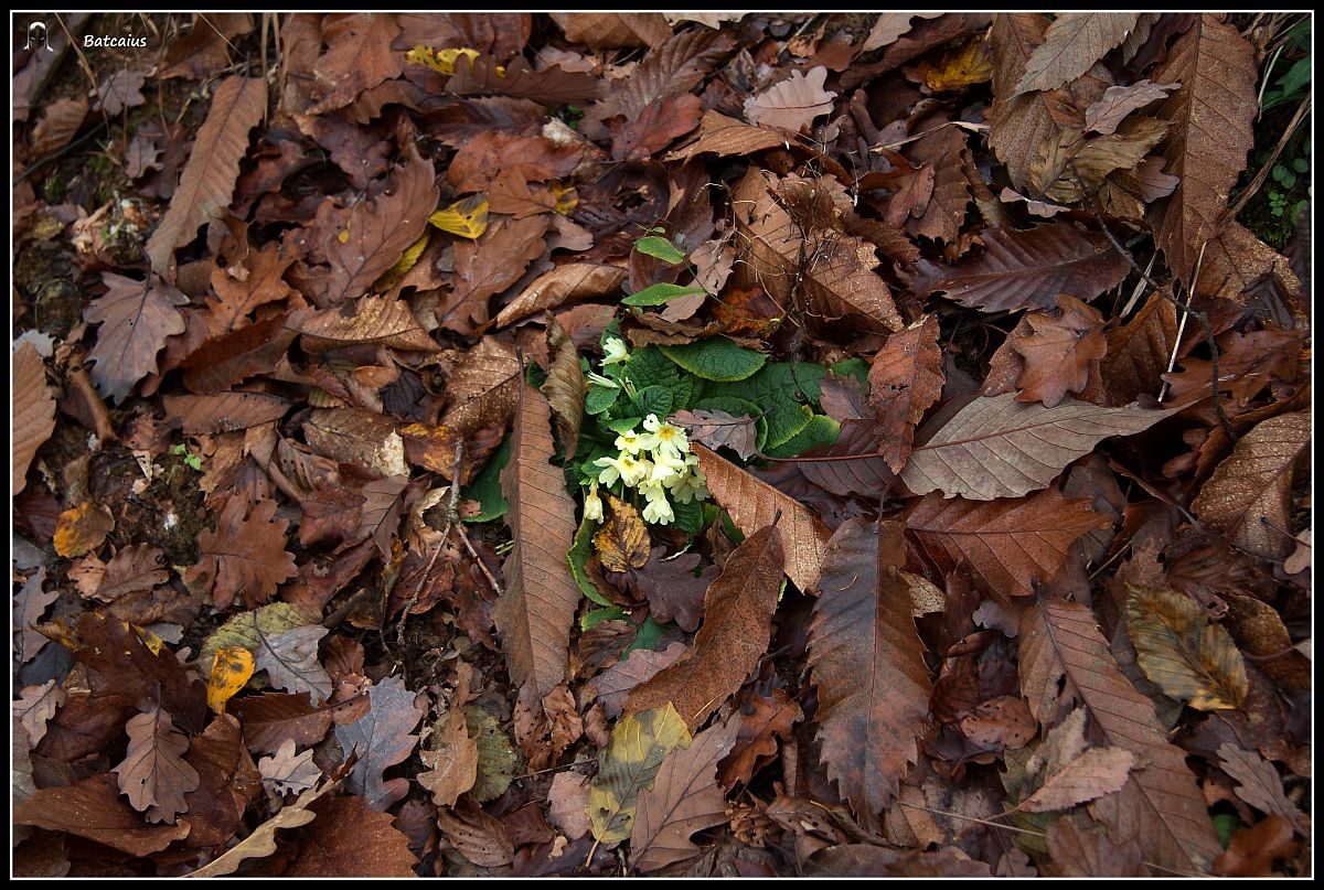 Sorry, for the spring? I must have lost ...