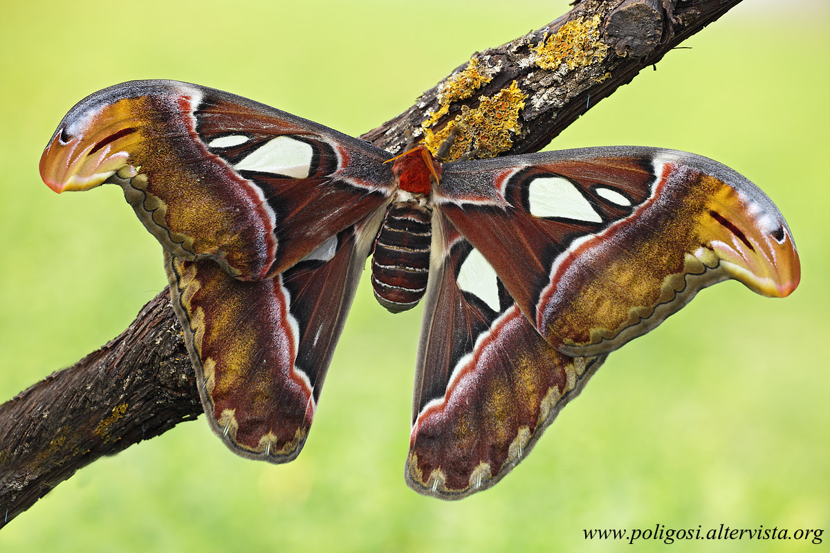 Attacus atlas