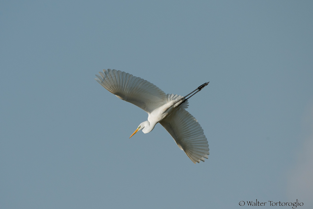 Heron in flight