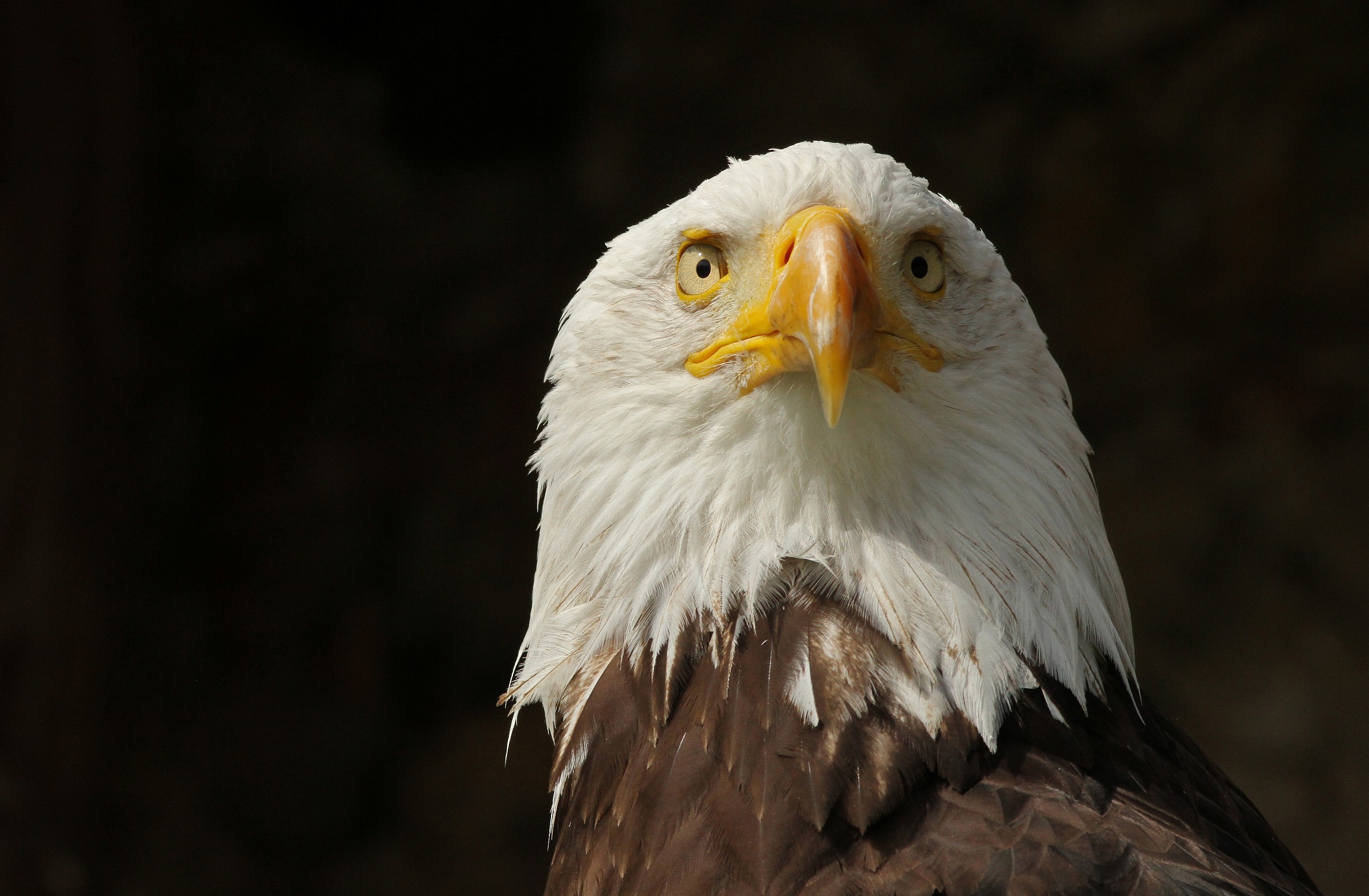 Aquila di mare testa bianca