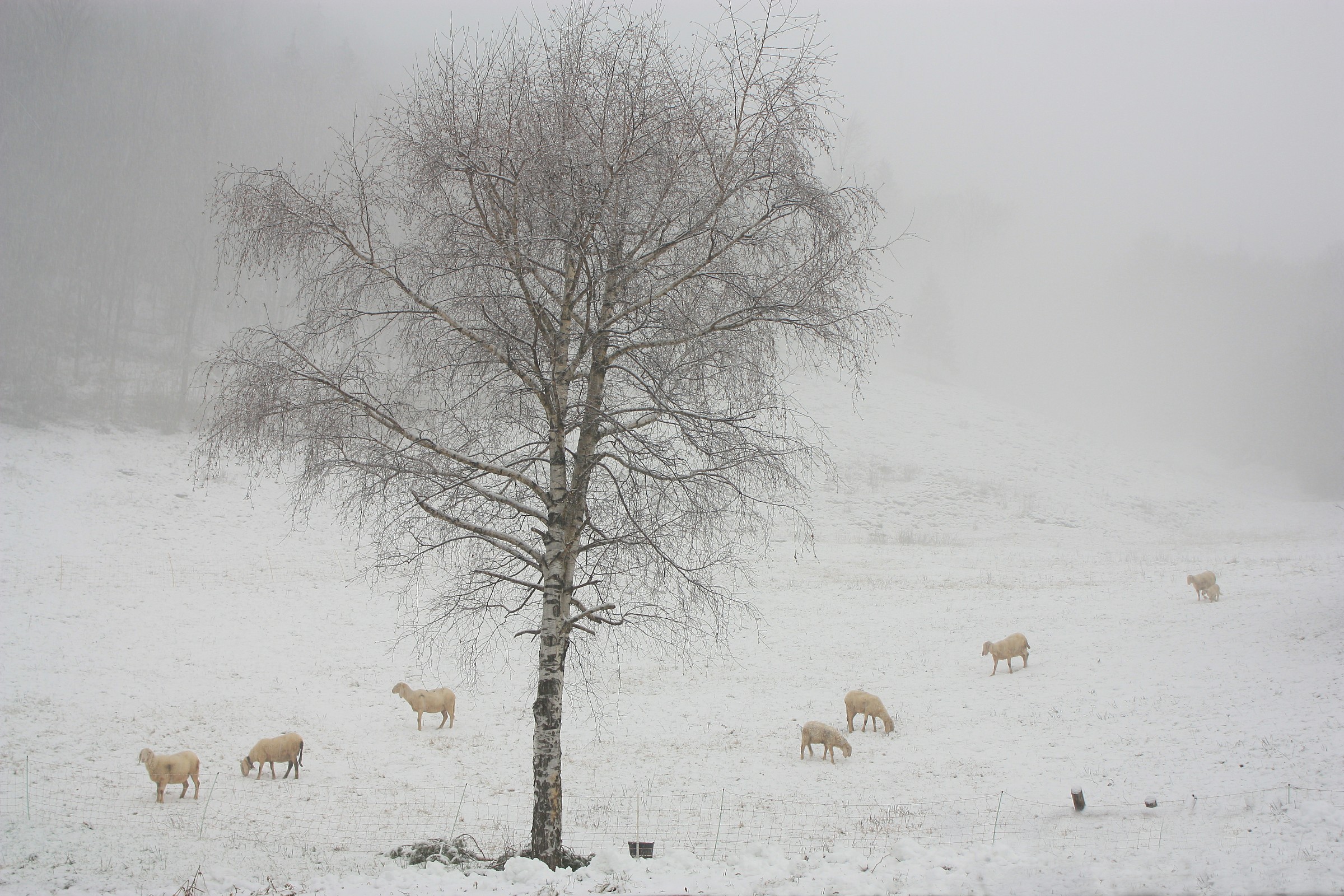 ... Where is the grass ???