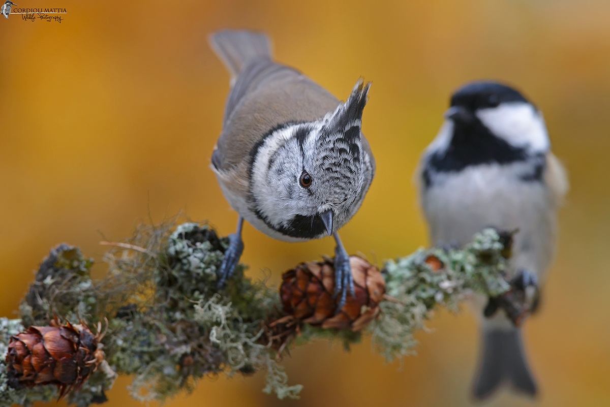 Careful! .... Blackberry ... behind .....!