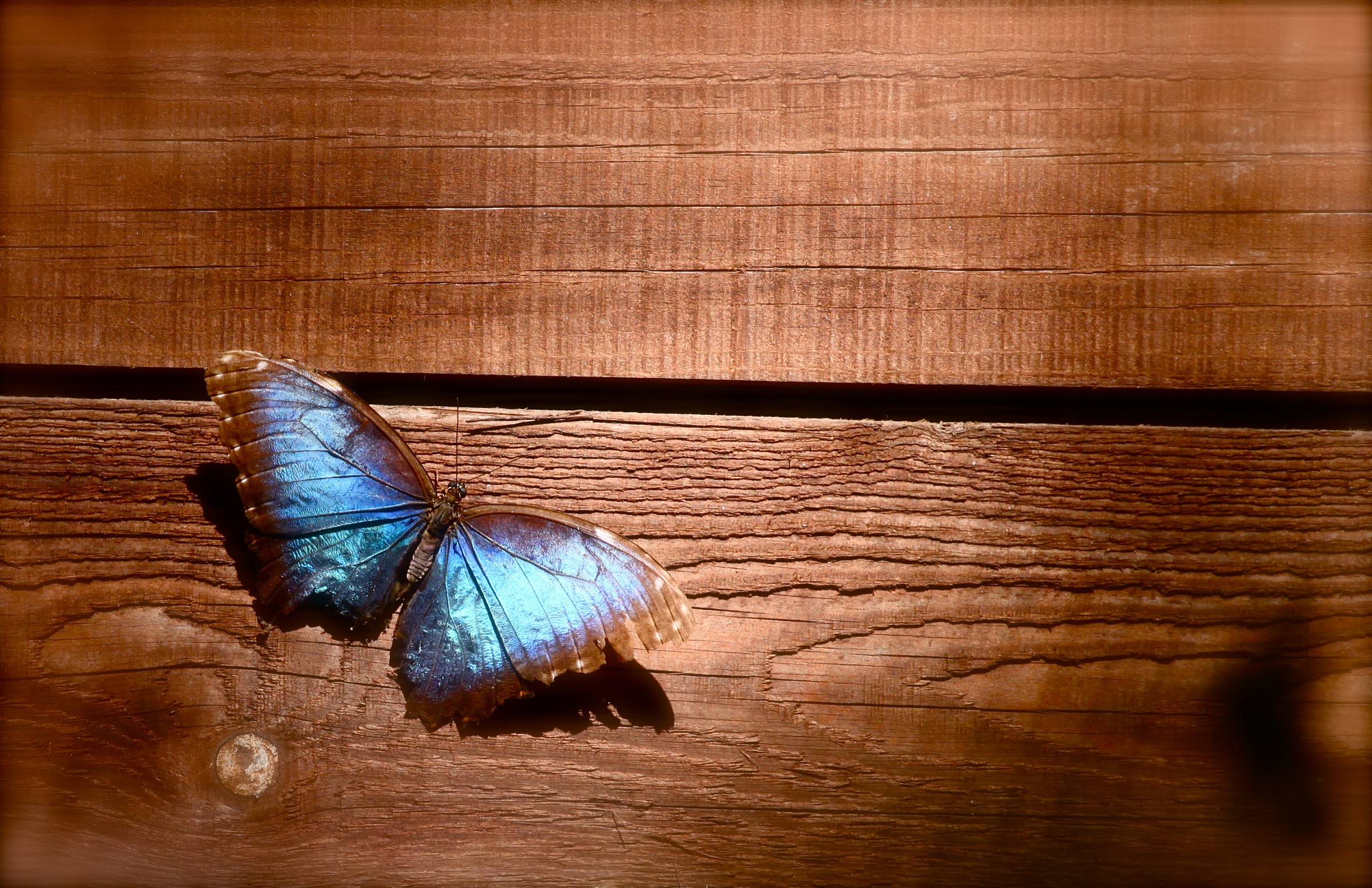Peleides blue morpho