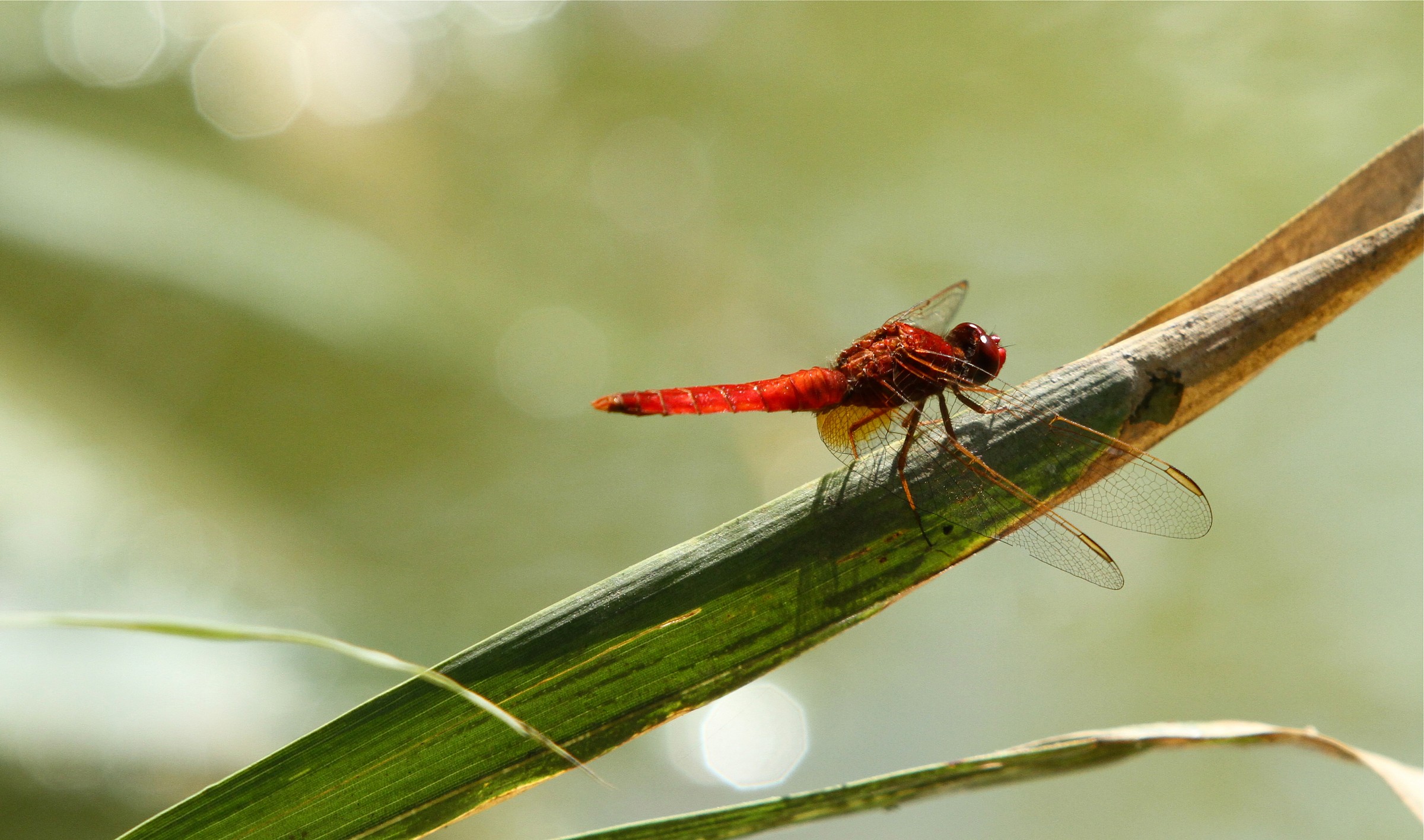 Sympetrum sanguineum