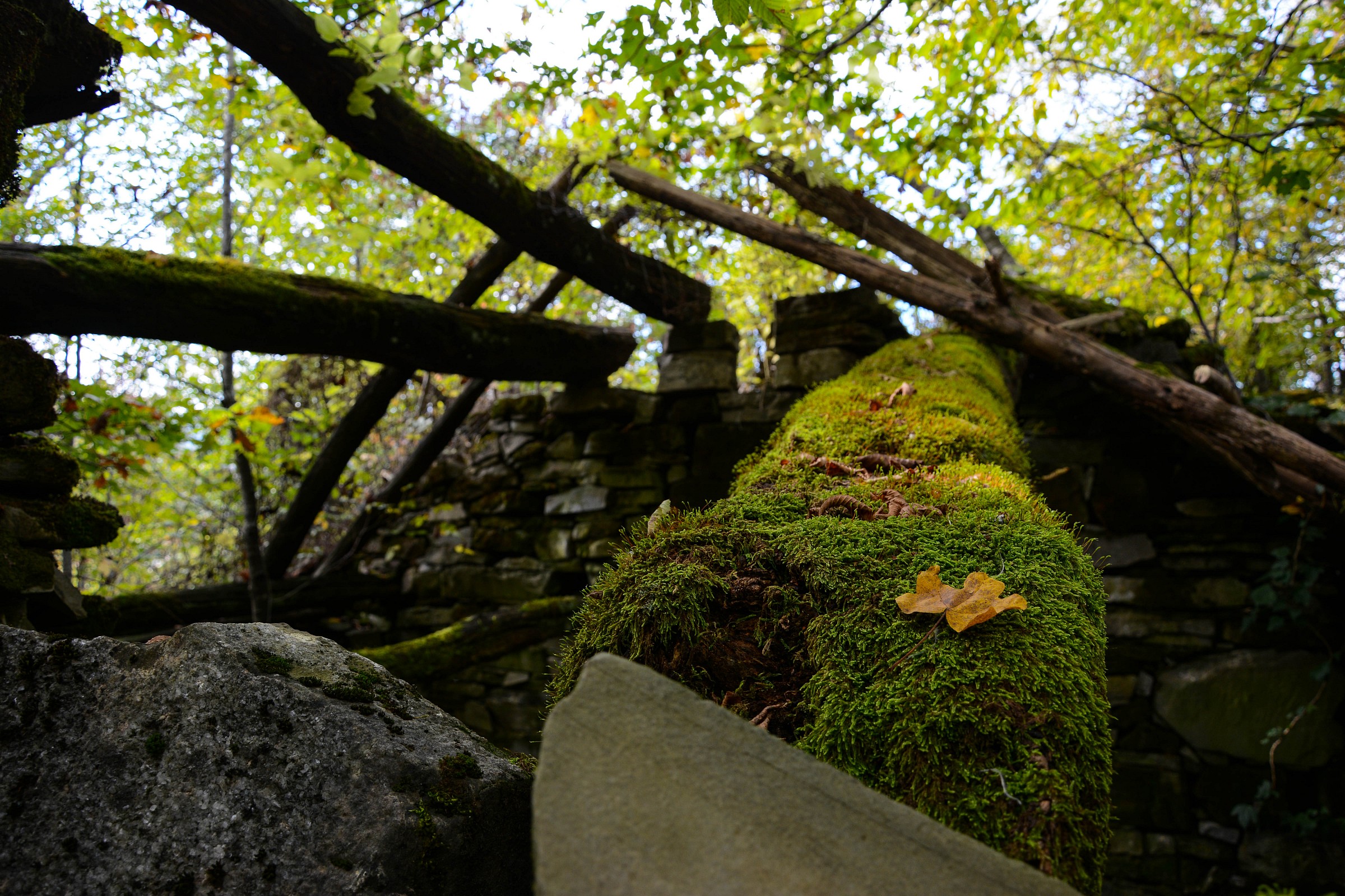 C'era una volta una casa nel bosco...