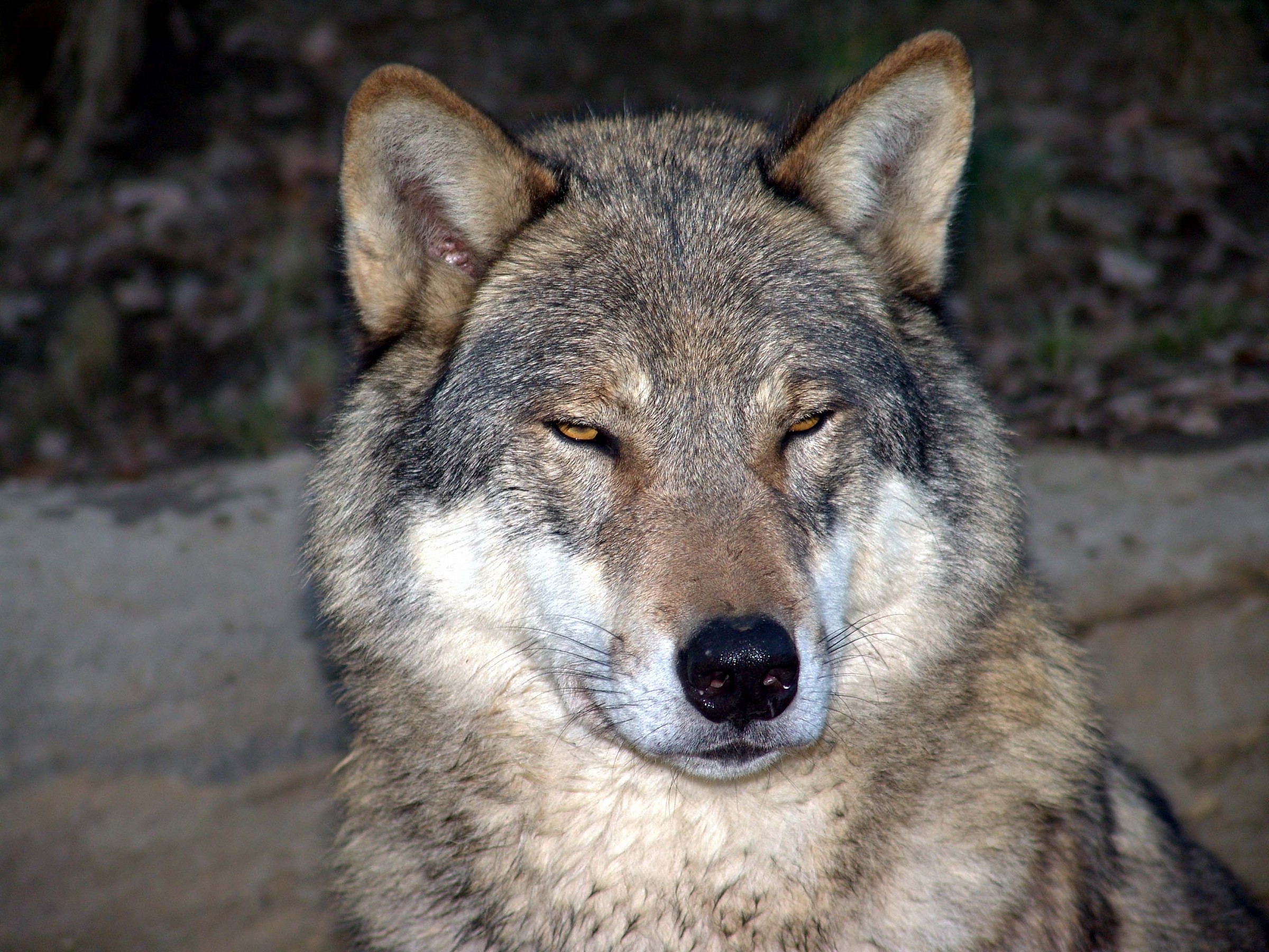 The wolf in Innsbruck