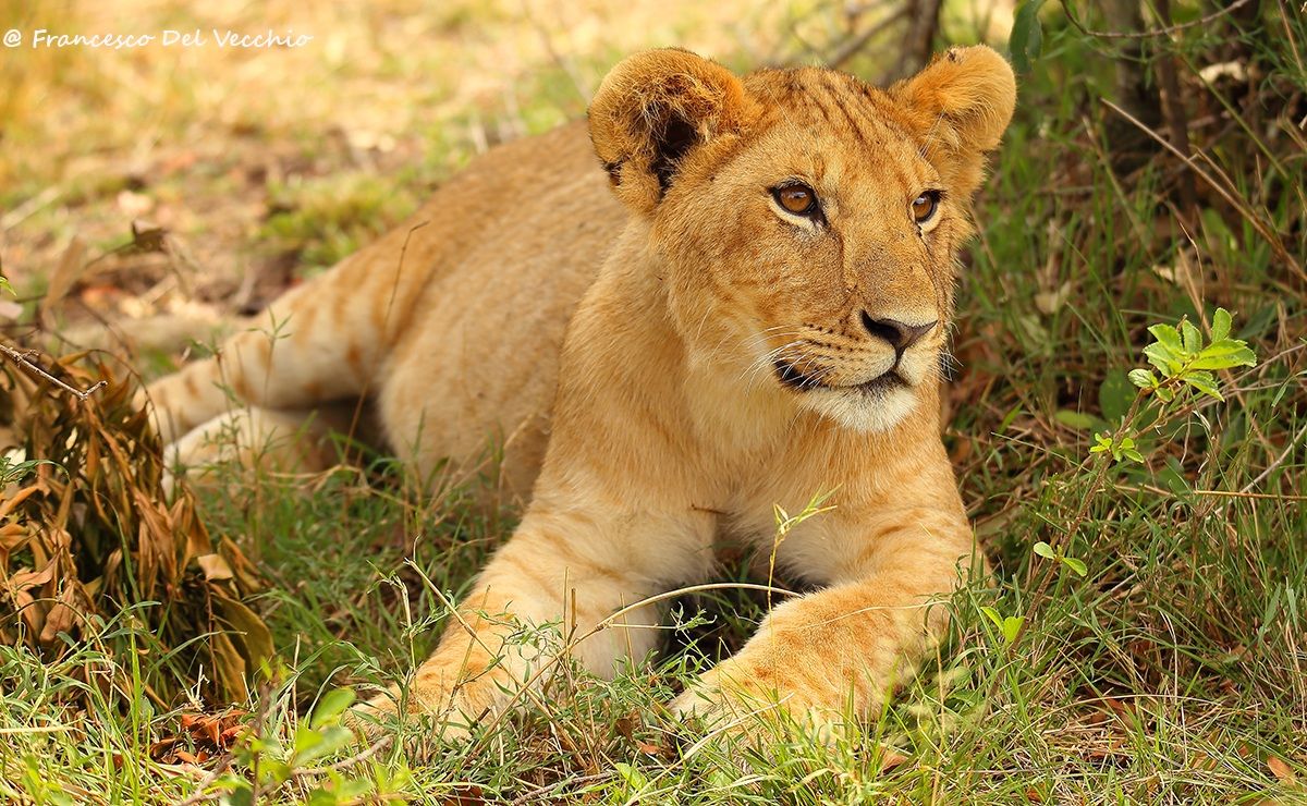 Cucciolo del gruppo di leoni chiamato Rongai Pride