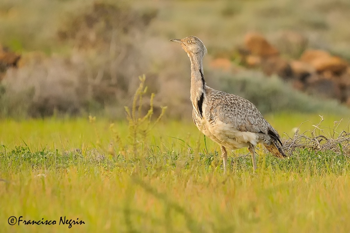 Canarian houbara