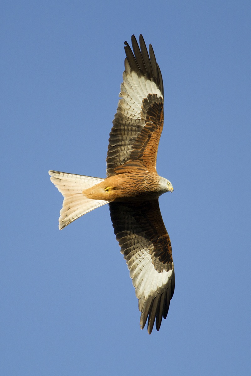 Nibbio Reale-Red Kite