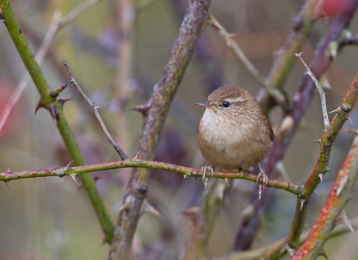 Wren