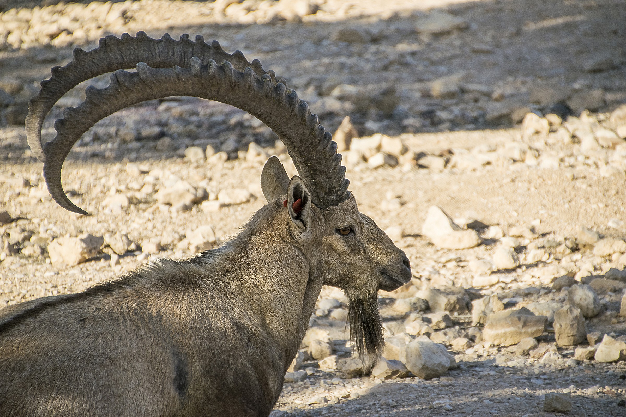 Nubian Ibex