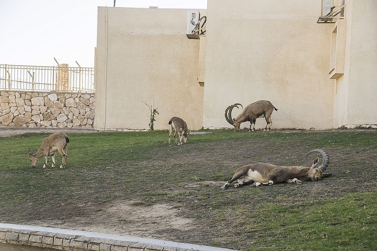 Stambecco della Nubia