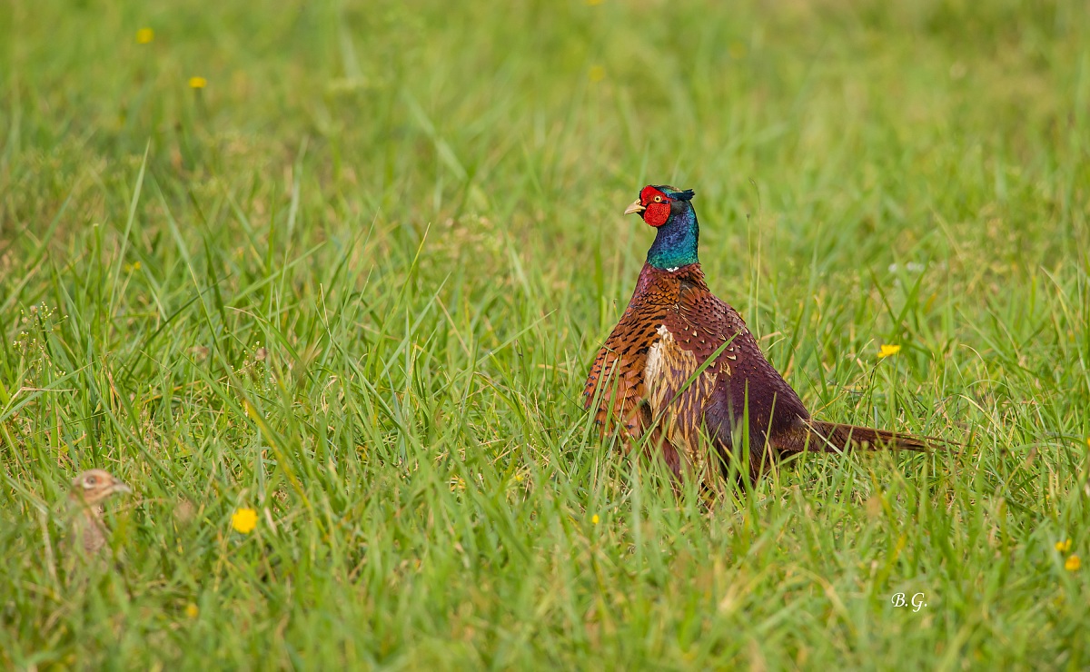 e' aperta la caccia.